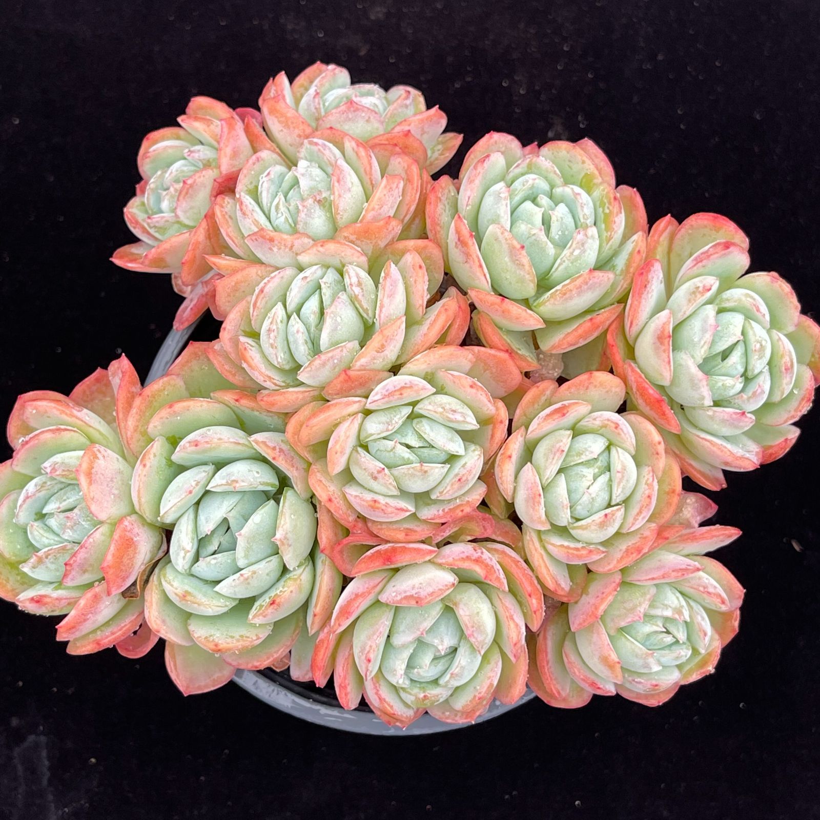 YW102ベリー 韓国苗 多肉植物 抜き苗 エケベリア 即購入可 1苗 - メルカリ