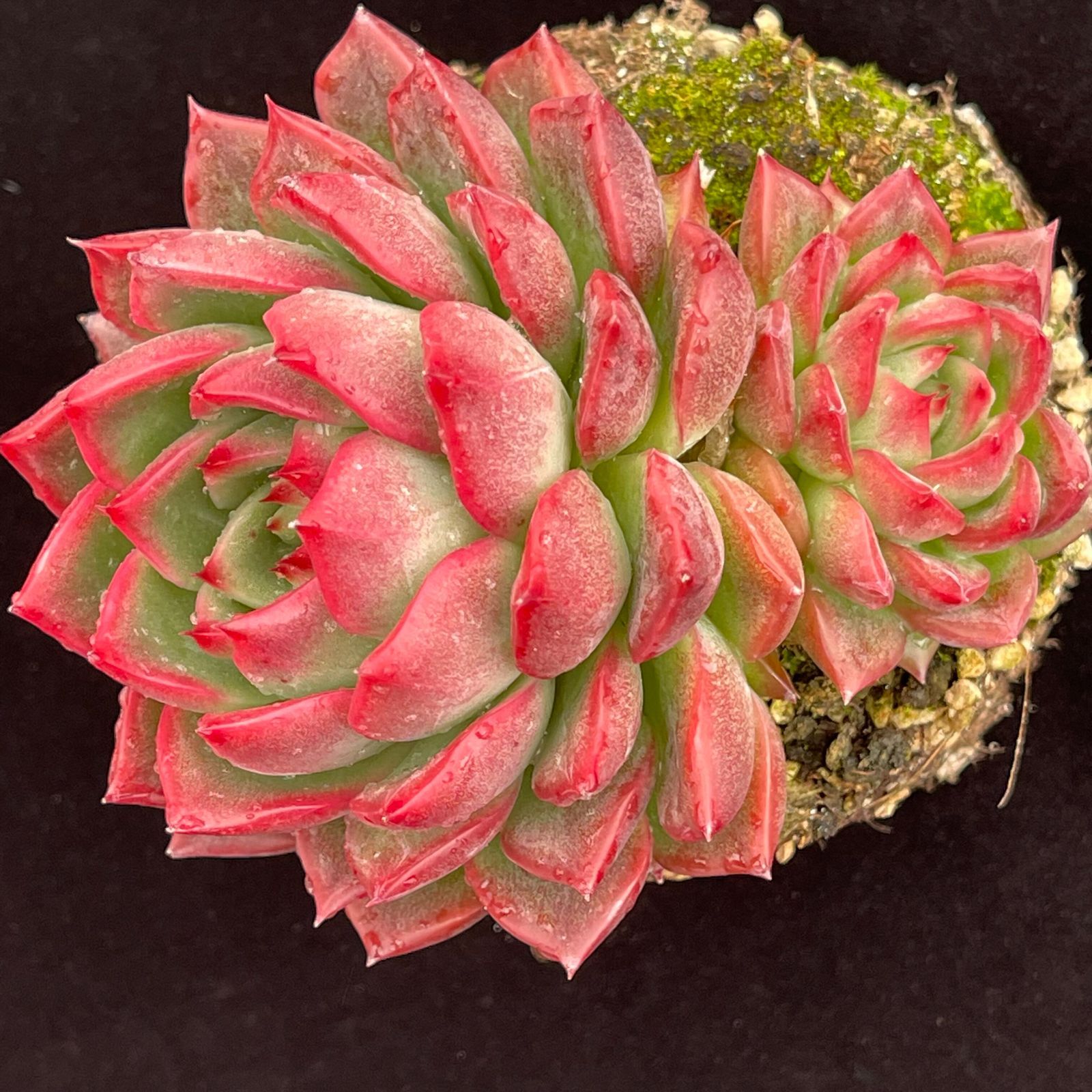 YW105レッドクイーンザ 韓国苗 多肉植物 抜き苗 エケベリア 即購入可 1