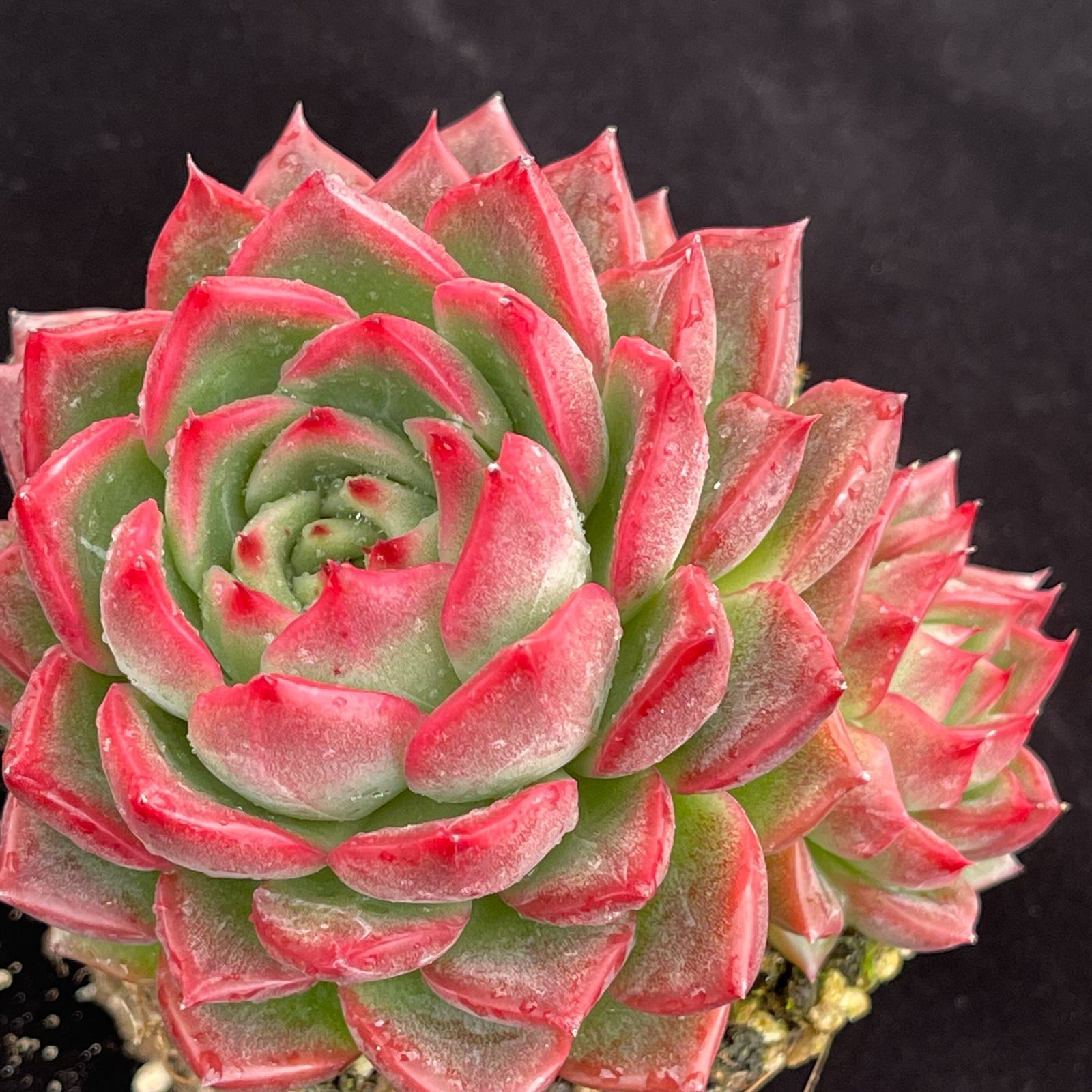 YW105レッドクイーンザ 韓国苗 多肉植物 抜き苗 エケベリア 即購入可 1