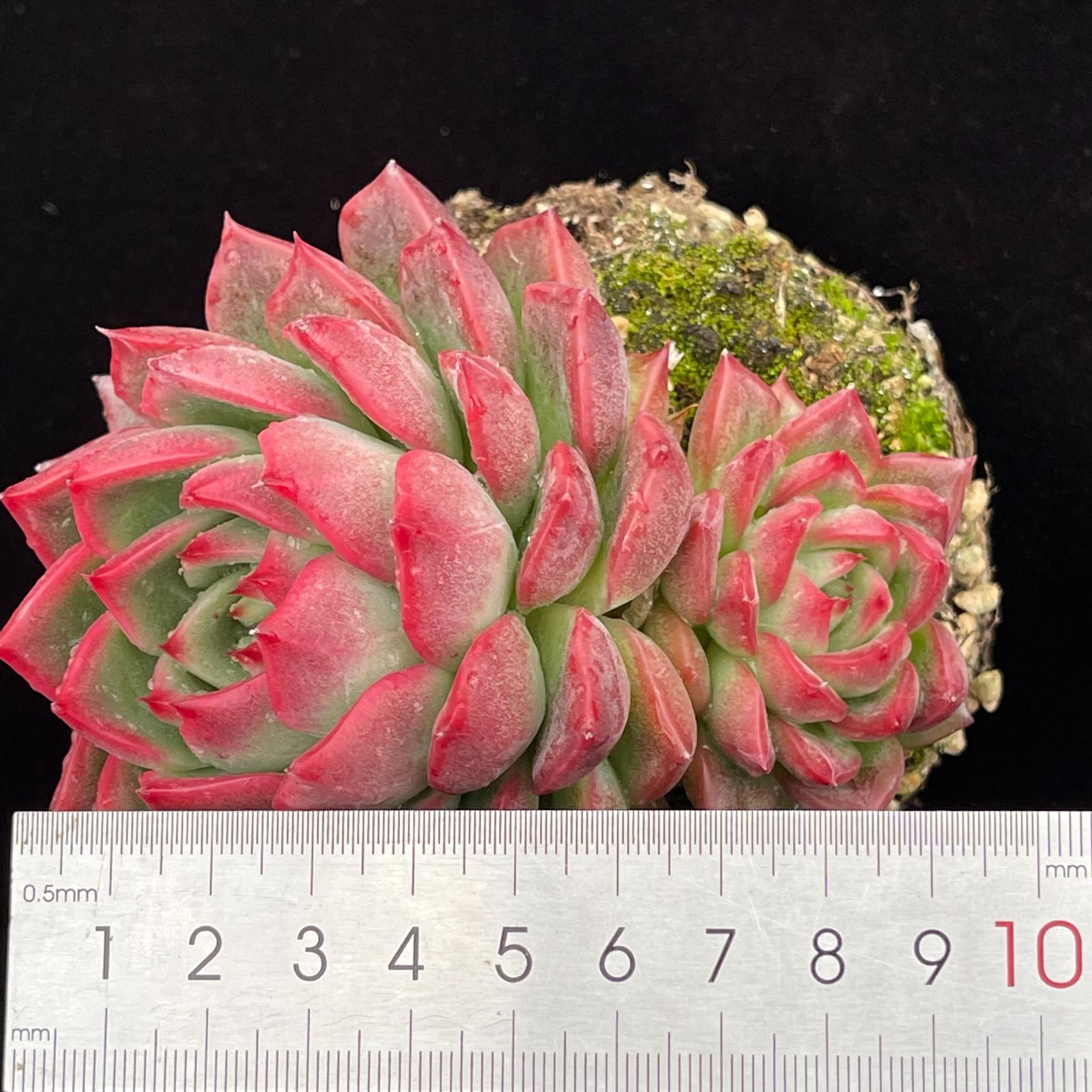 YW105レッドクイーンザ 韓国苗 多肉植物 抜き苗 エケベリア 即購入可 1