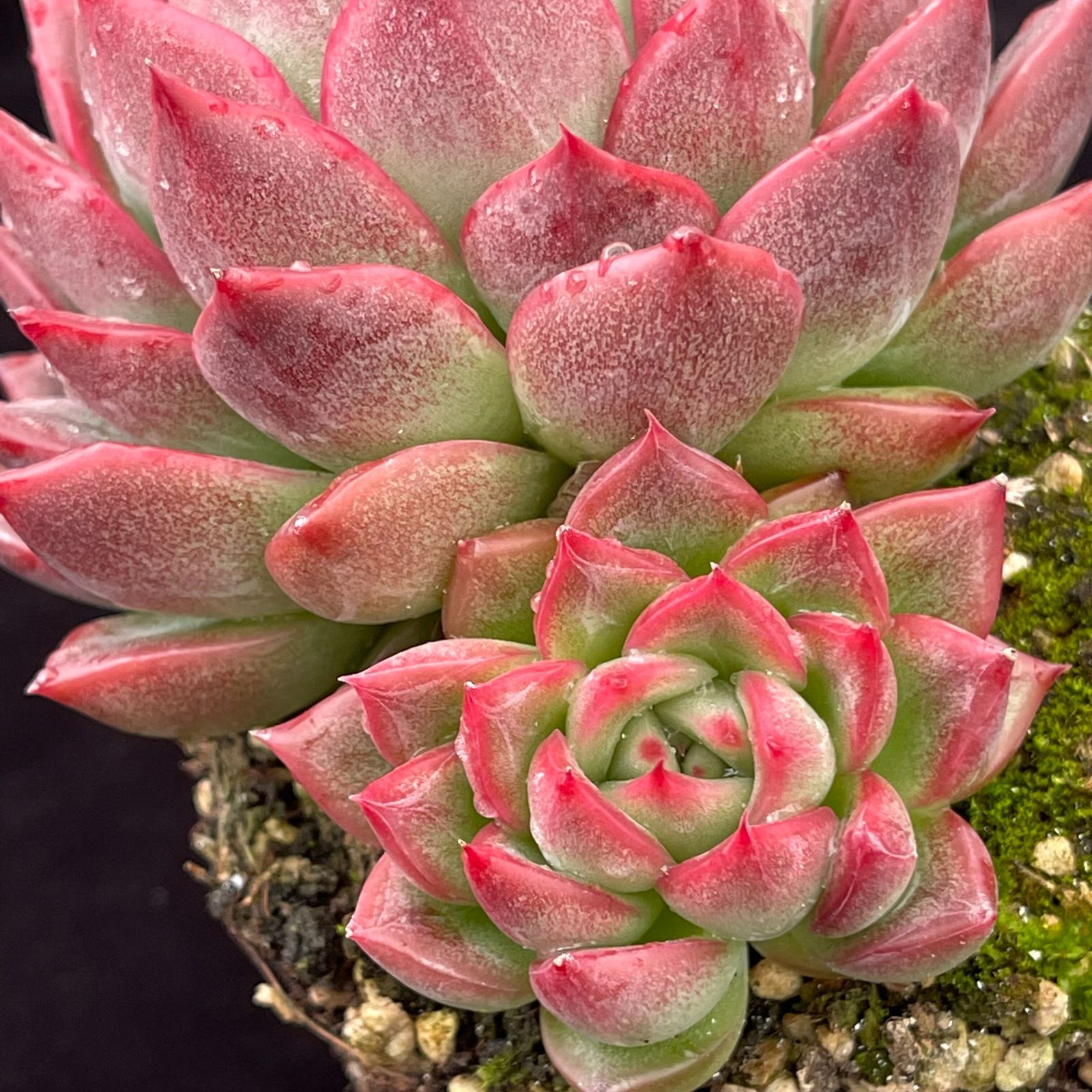 YW105レッドクイーンザ 韓国苗 多肉植物 抜き苗 エケベリア 即購入可 1