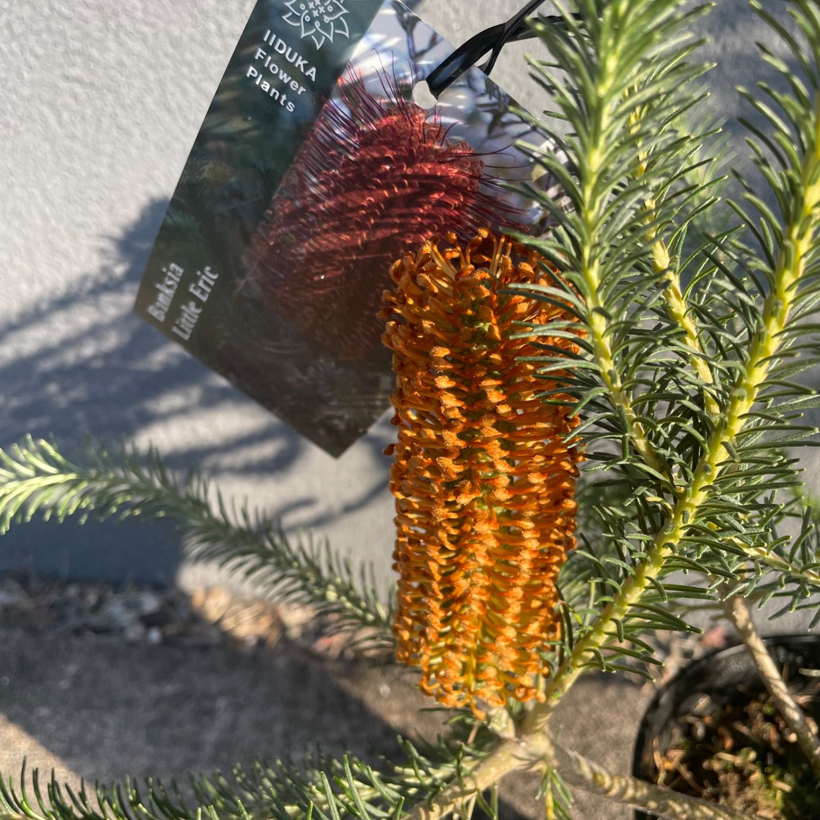 バンクシア リトルエリック 5号 オージープランツ