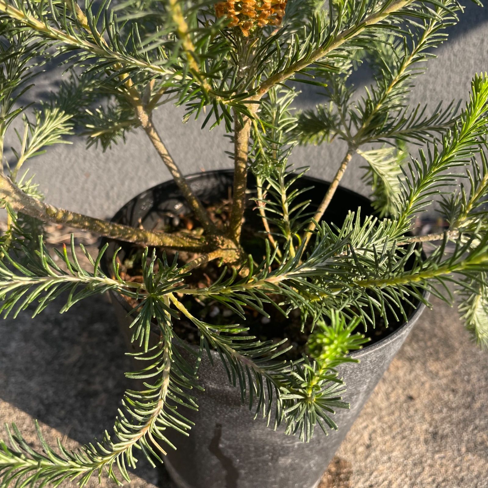 リトルエリック 5号