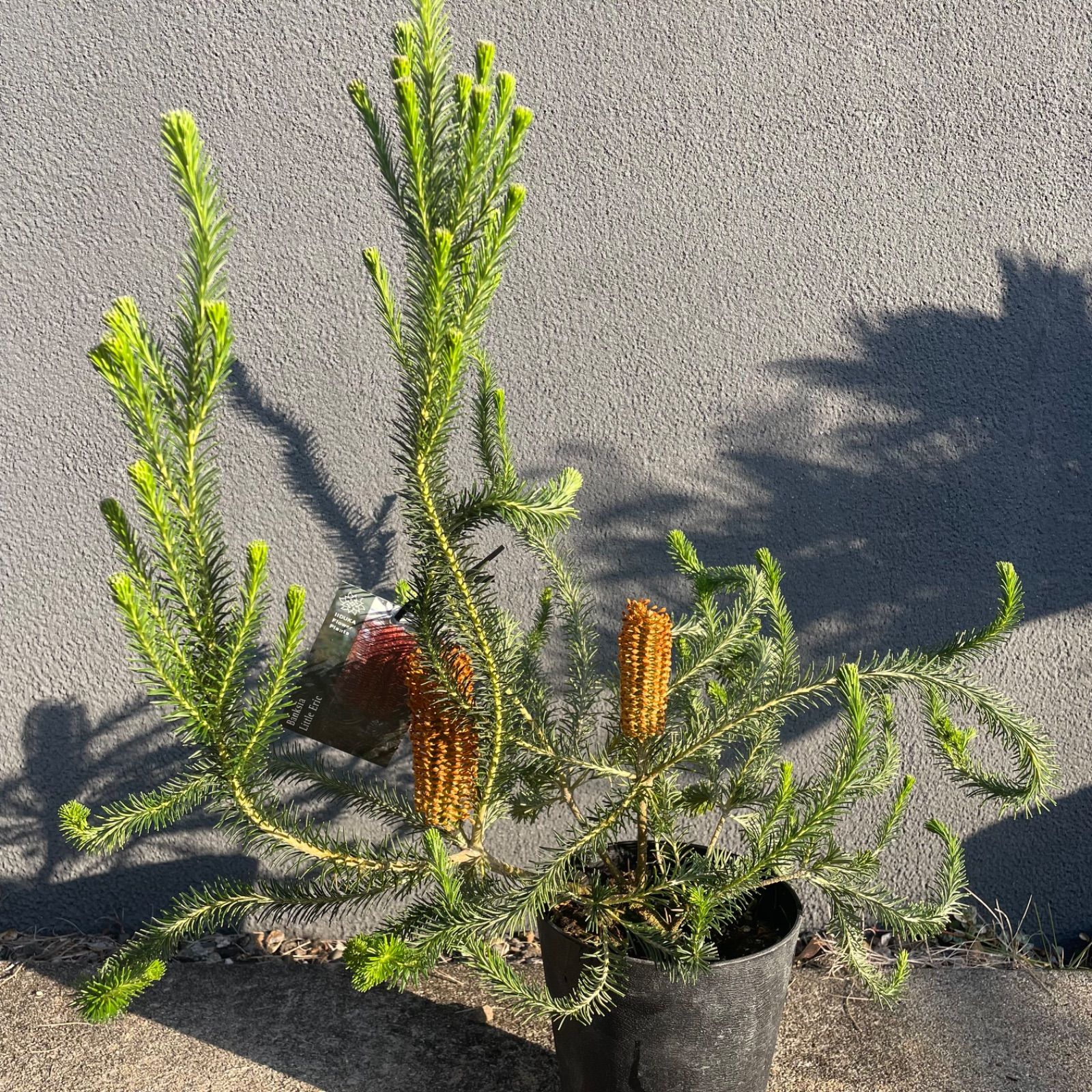 バンクシア リトルエリック 5号 オージープランツ