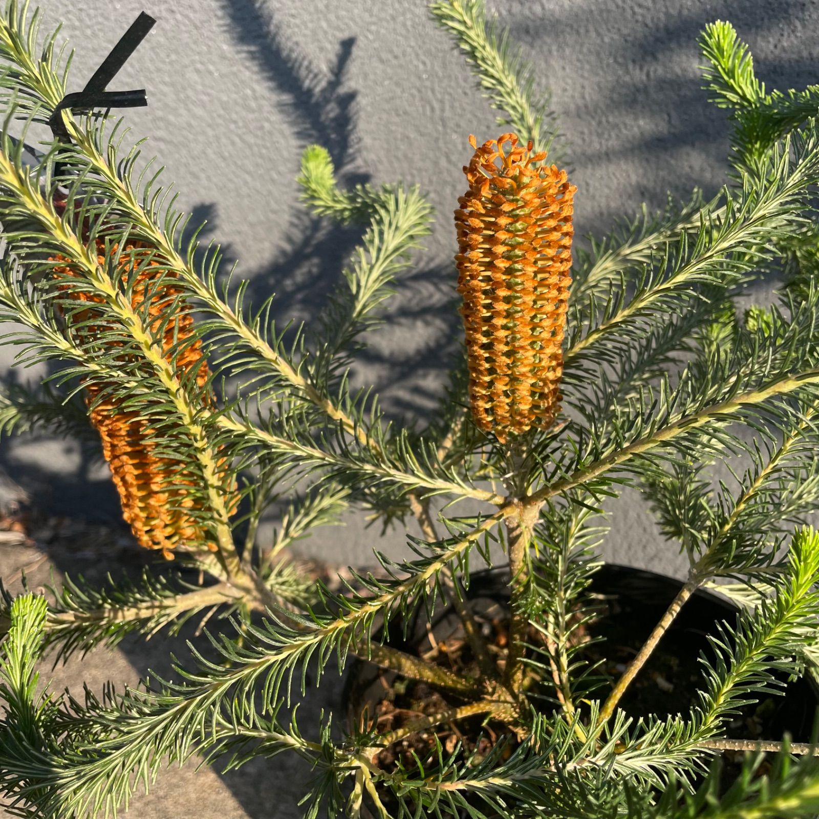  バンクシア リトルエリック 5号 オージープランツ 花 苗