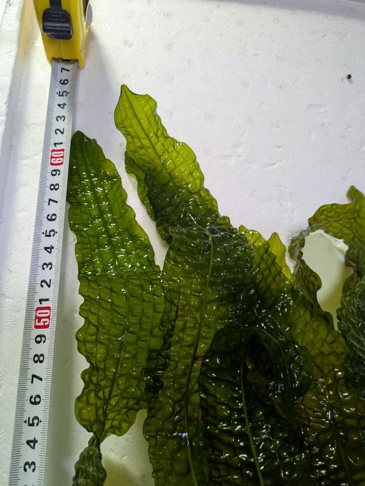 ボイビニアヌス