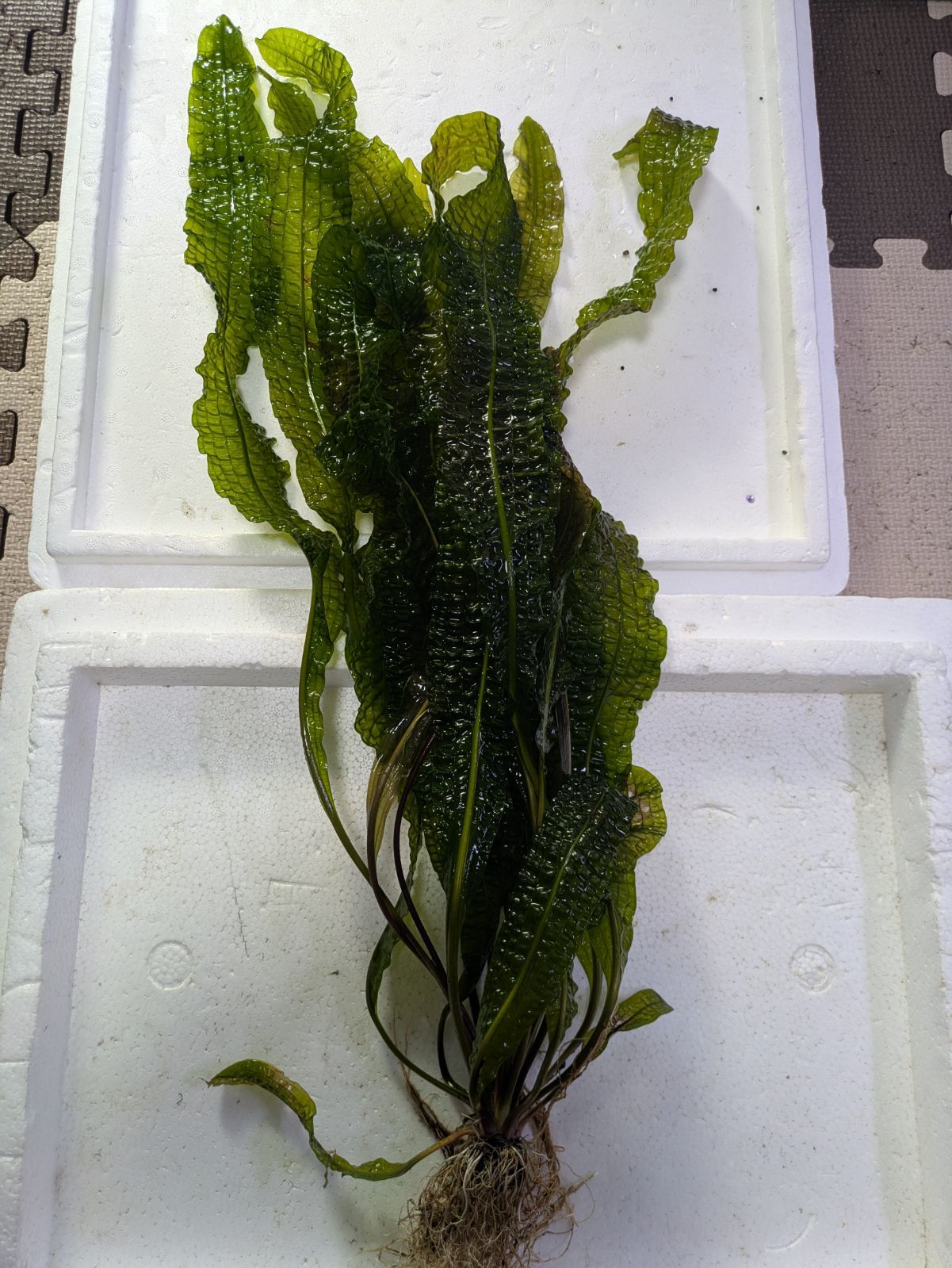 約60㌢ アポノゲトン ボイビニアヌス １株