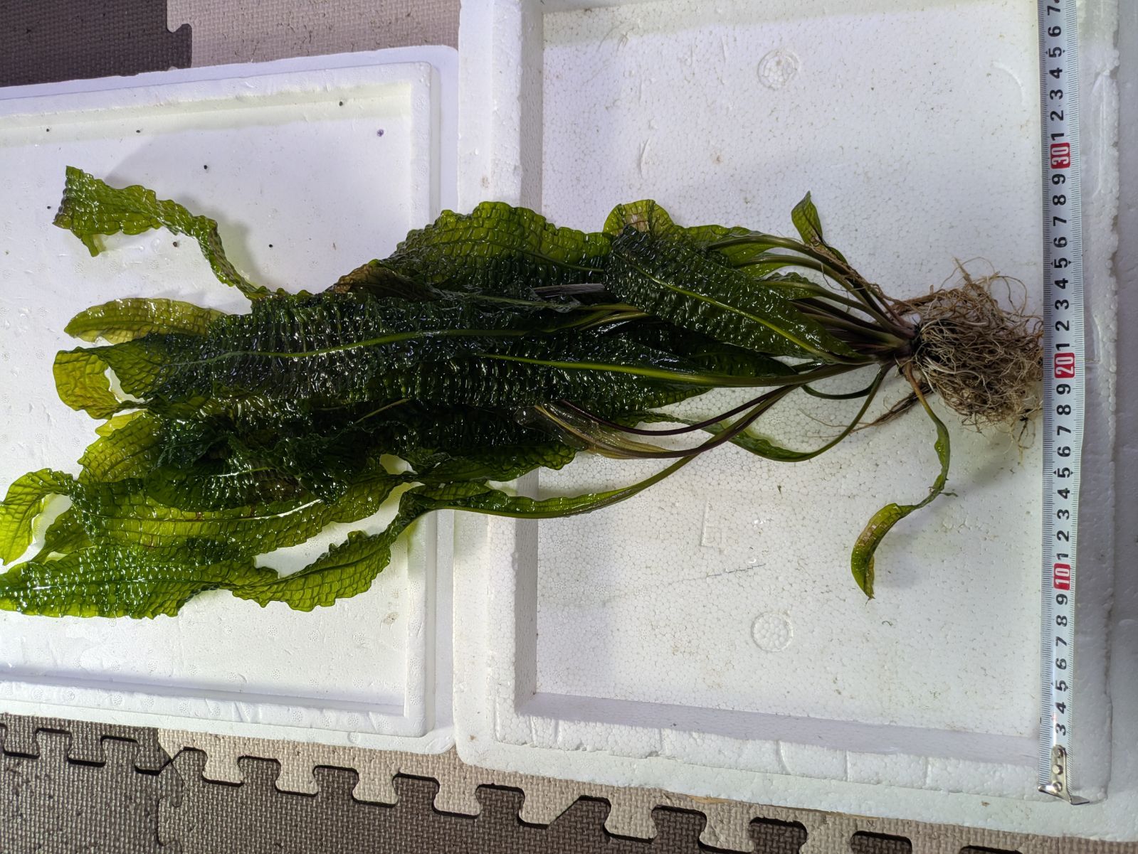 約60㌢ アポノゲトン ボイビニアヌス １株 WWW_GEBZETESISAT_COM_TR