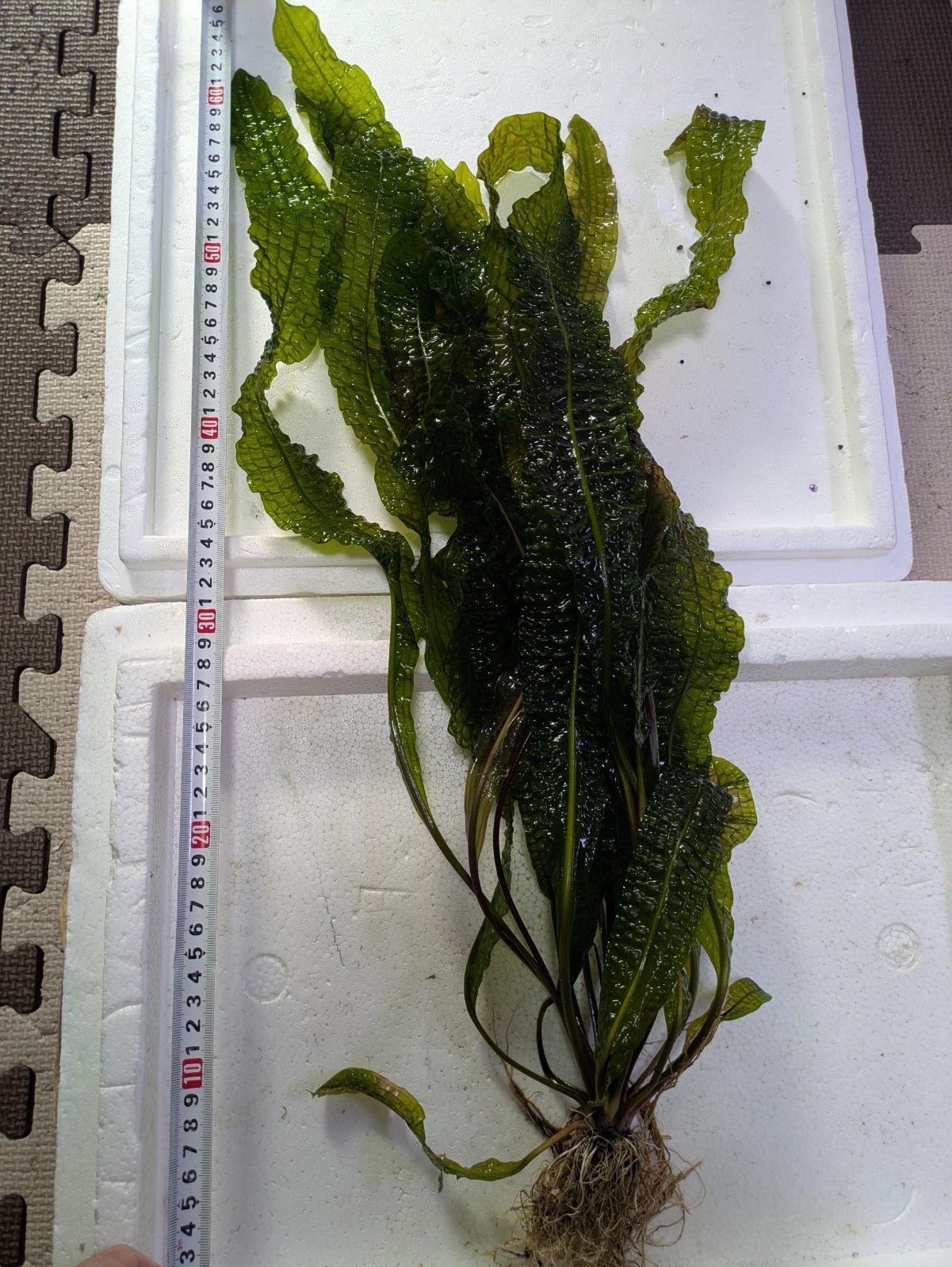 アポノゲトン ボイビニアヌス