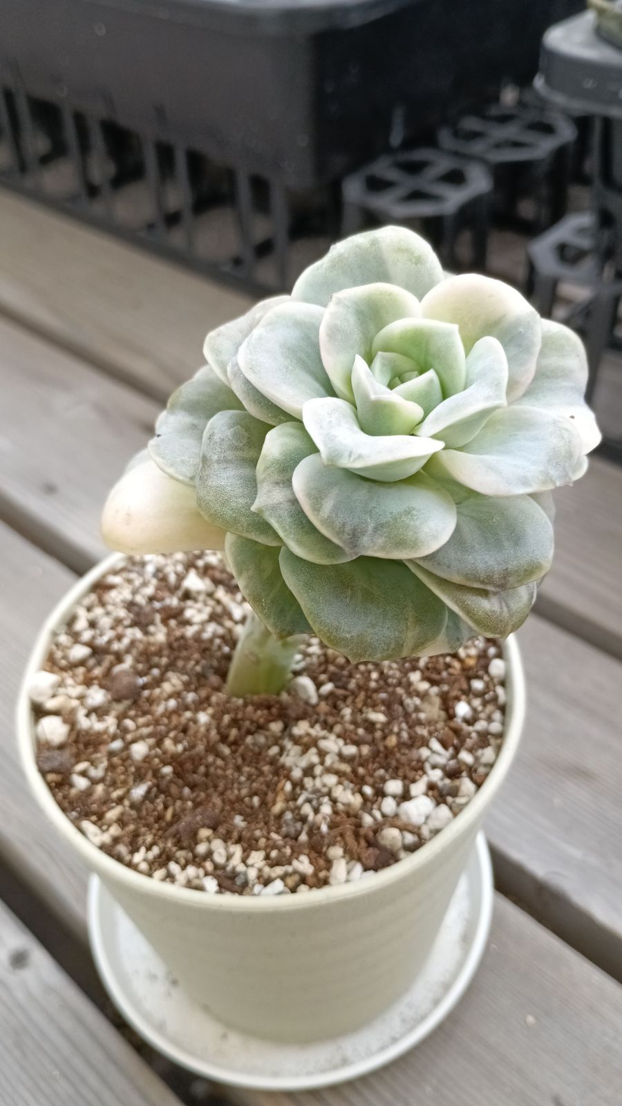 ラブリーローズ錦  白斑 ✨抜き苗✨ 韓国輸入苗 ラブリーローズ錦 白 - メルカリ