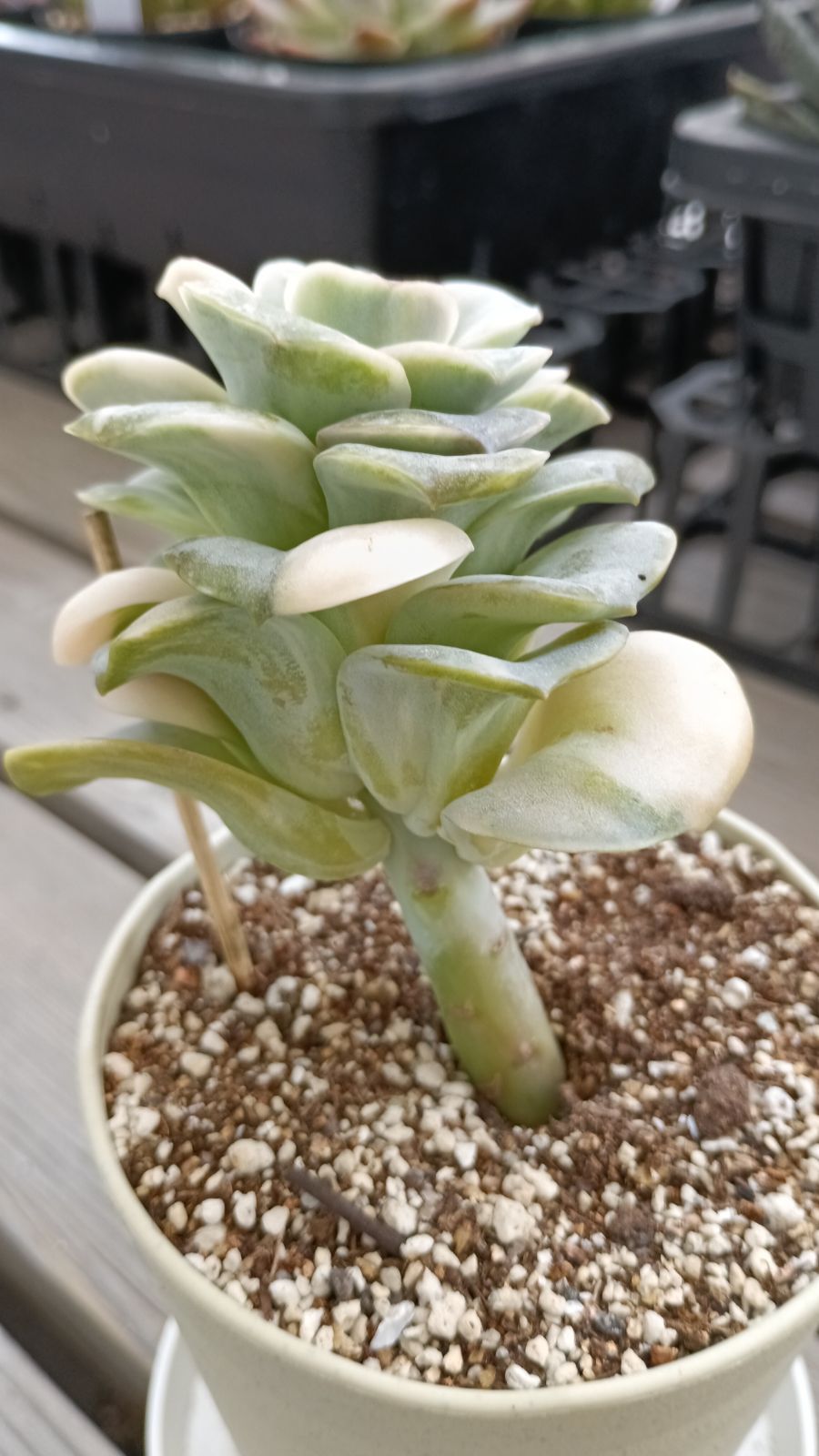 ❤️専用❤️★64✨メルカリ便✨❤️ラブリーローズ錦❤️抜き苗♪ 韓国輸入苗 ラブリーローズ錦 白 - メルカリ