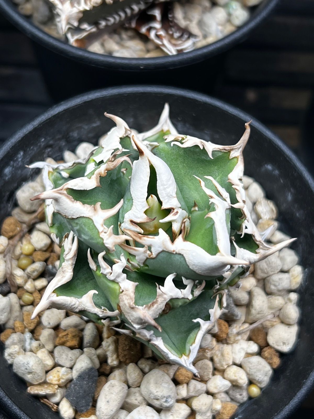 アガベ CJ Special NS No.3（発根済み） - メルカリ