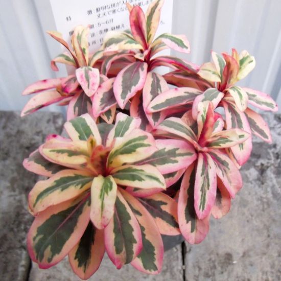 ユーフォルビア・アップルカラーリーフ」3号 トウダイグサ科 地中海