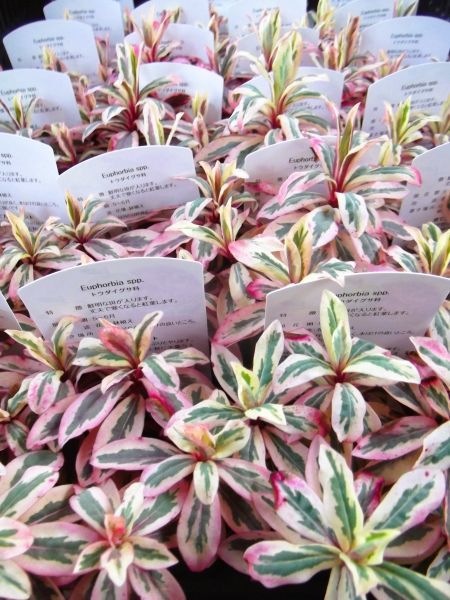 ユーフォルビア・アップルカラーリーフ」3号 トウダイグサ科 地中海