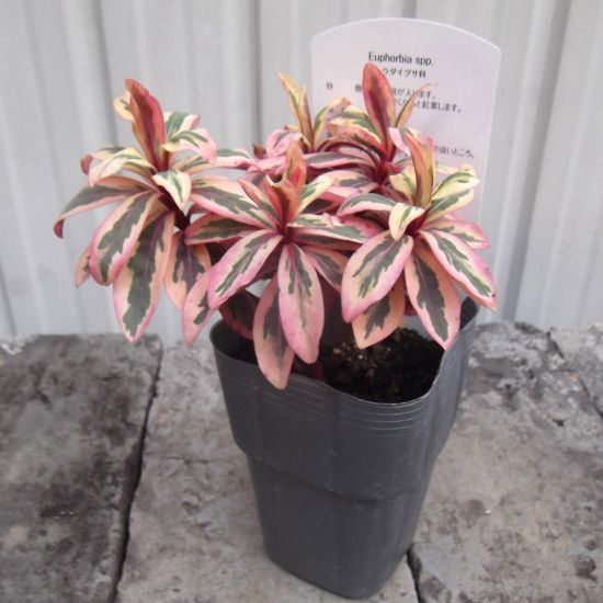 ユーフォルビア・アップルカラーリーフ」3号 トウダイグサ科 地中海