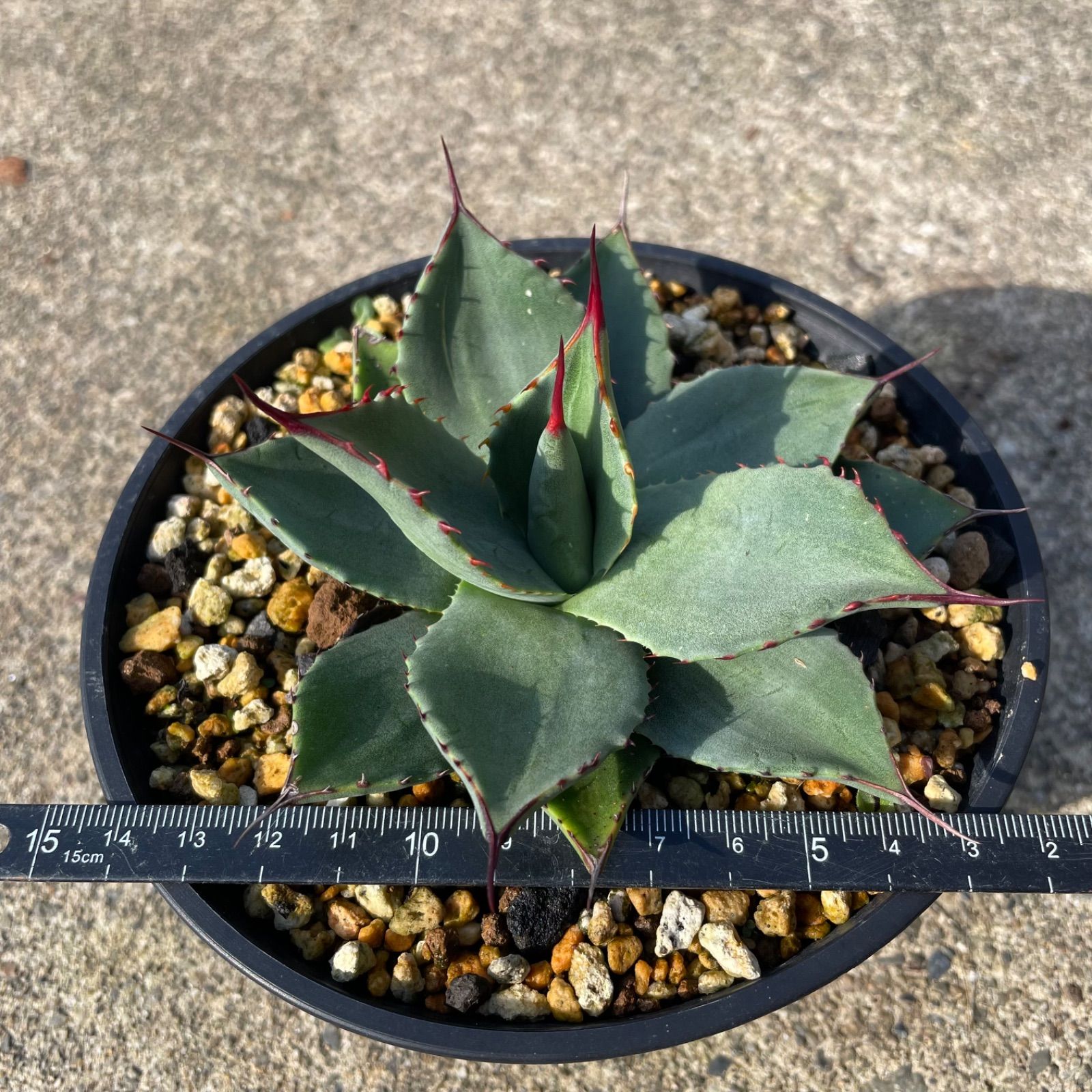 DP54アガベ・パリー ホーチエンシス吉祥天 実生 Agave parryi var