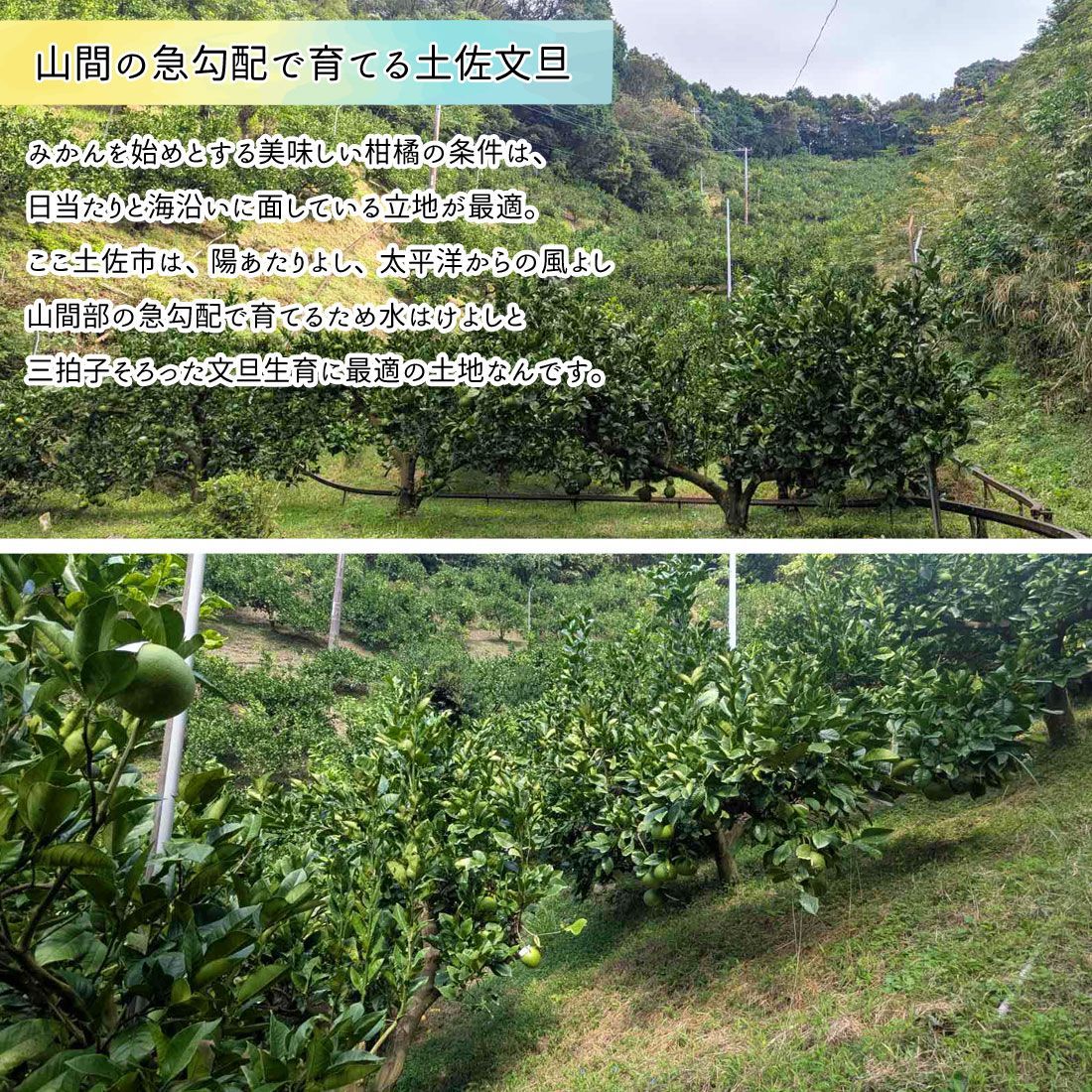 文旦 土佐文旦 家庭用 L～4Lサイズ 7～13玉 5kg 土佐市 産直 玉木農園 野囲い 急斜面栽培 ぶんたん 産地直送 高知産 5キロ ジューシー まろやか 高知 ブンタン 宅急便