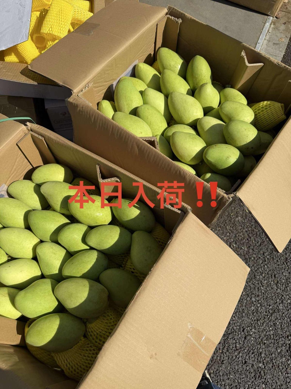 即発送可能‼️ベトナムのグリーンマンゴー5kg ベトナム産グリーンマンゴー約5kg(18〜19個)冷蔵発送