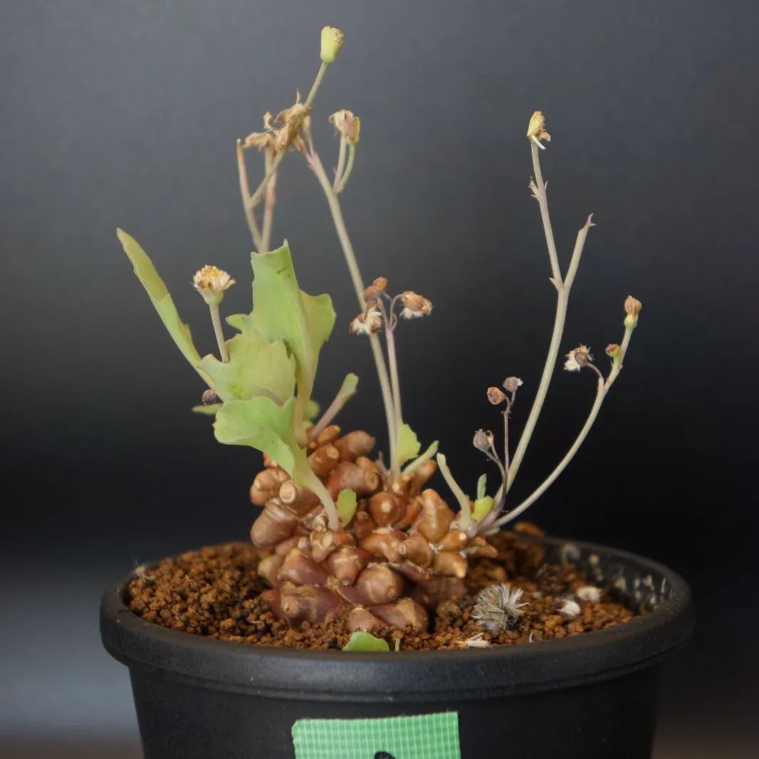 塊根植物 オトンナヘレー othonna herrei 蛮鬼塔 塊根コーデックス 7年