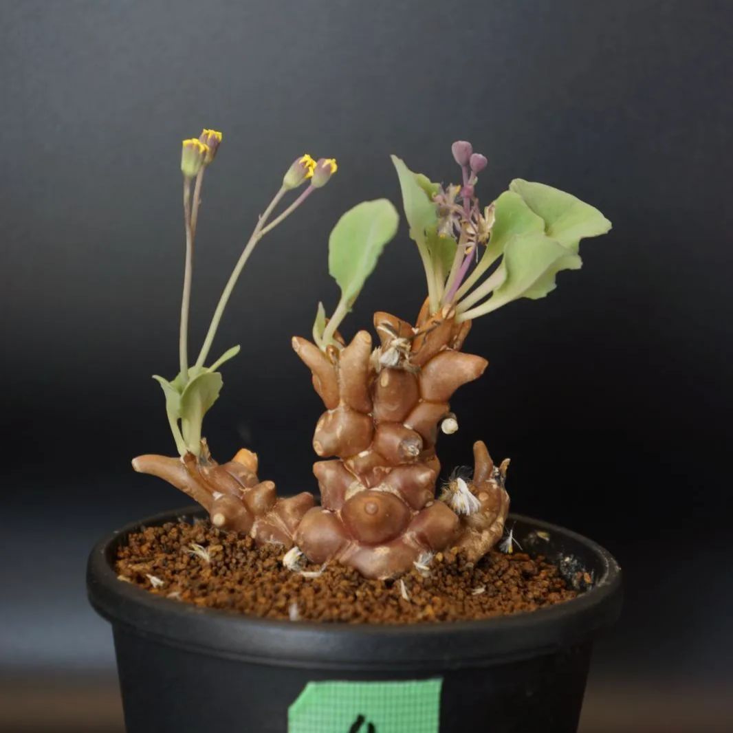 南房総産 天草 ところてん10キロ 南房総産 天草 ところてん 20キロ