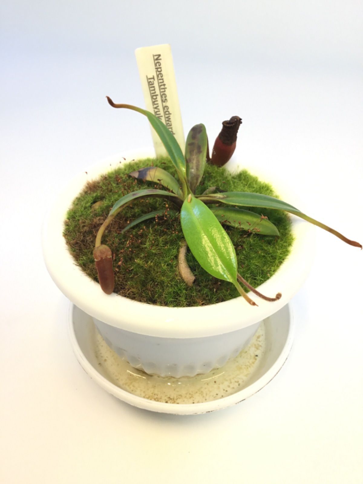 Nepenthes edwardsiana Tambuyukon ネペンテス エドワードシアナ トンブユコン 食虫植物 ウツボカズラ