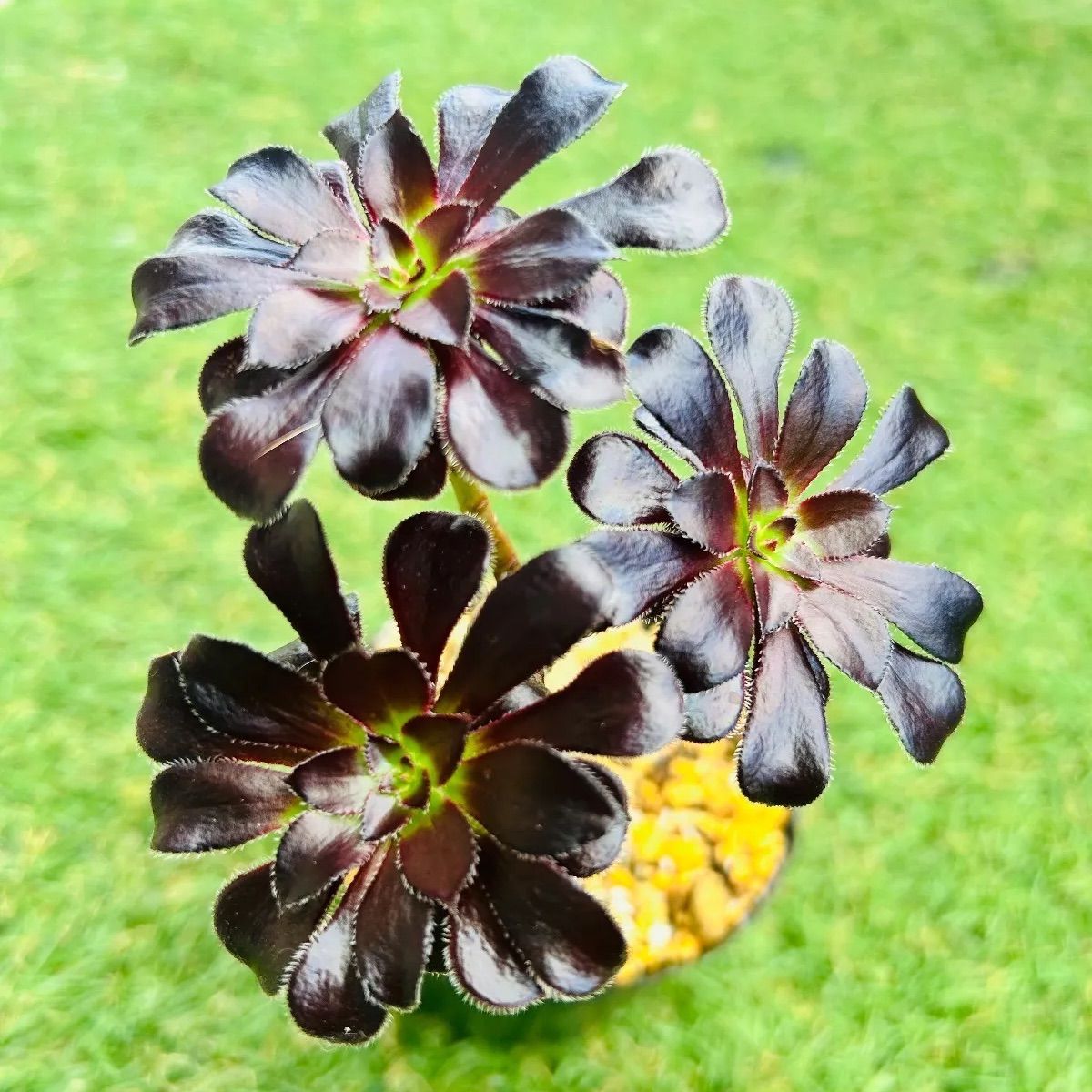 メルカリ便　アエオニウム　ヤヌス錦　韓国苗 2025年最新】アエオニウム錦の人気アイテム - メルカリ