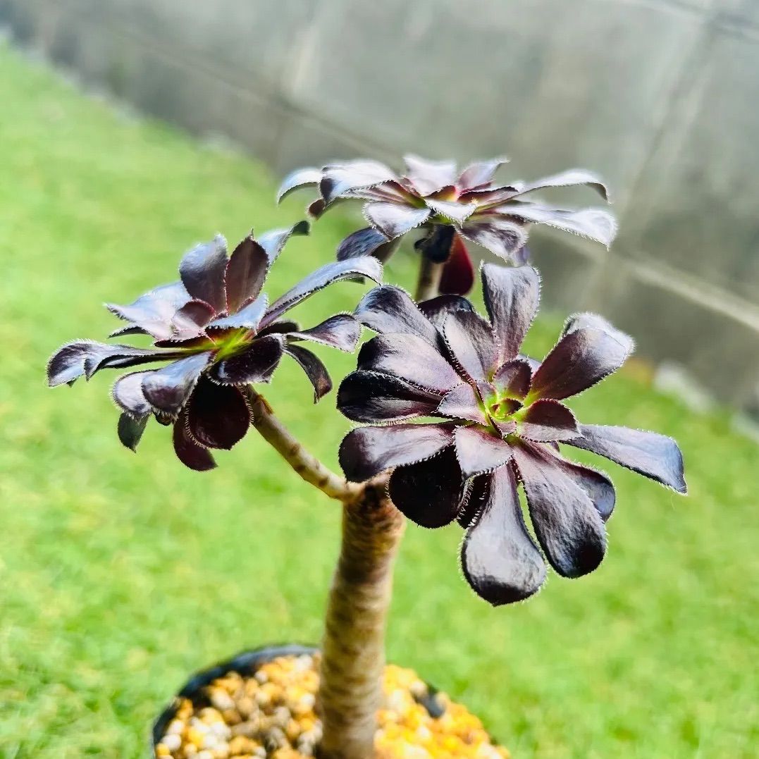 メルカリ便　アエオニウム　ヤヌス錦　韓国苗 2025年最新】アエオニウム錦の人気アイテム - メルカリ