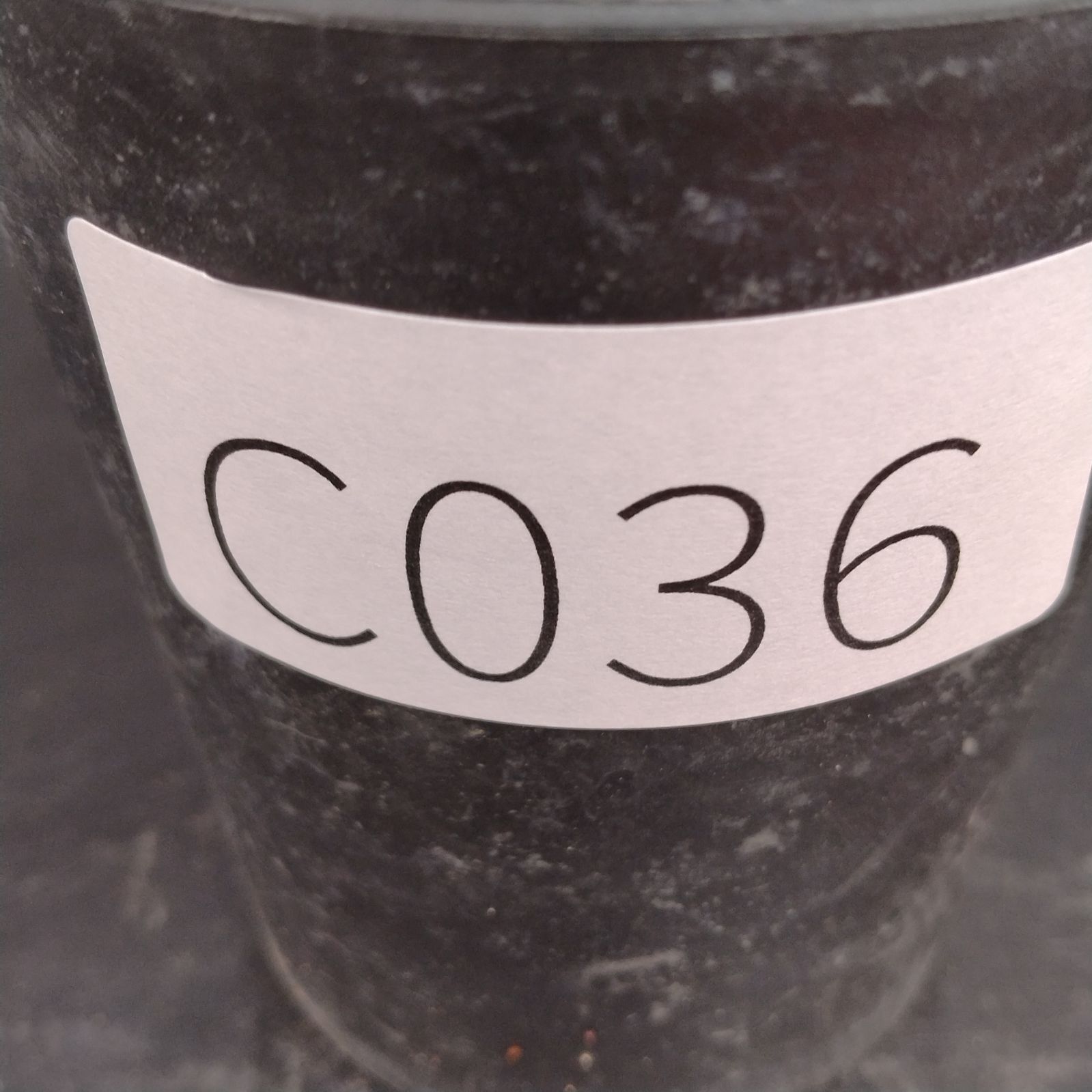 C 036 自社養生株 ユーフォルビア バリダ 発根株 鉢植え サボテン 多肉植物