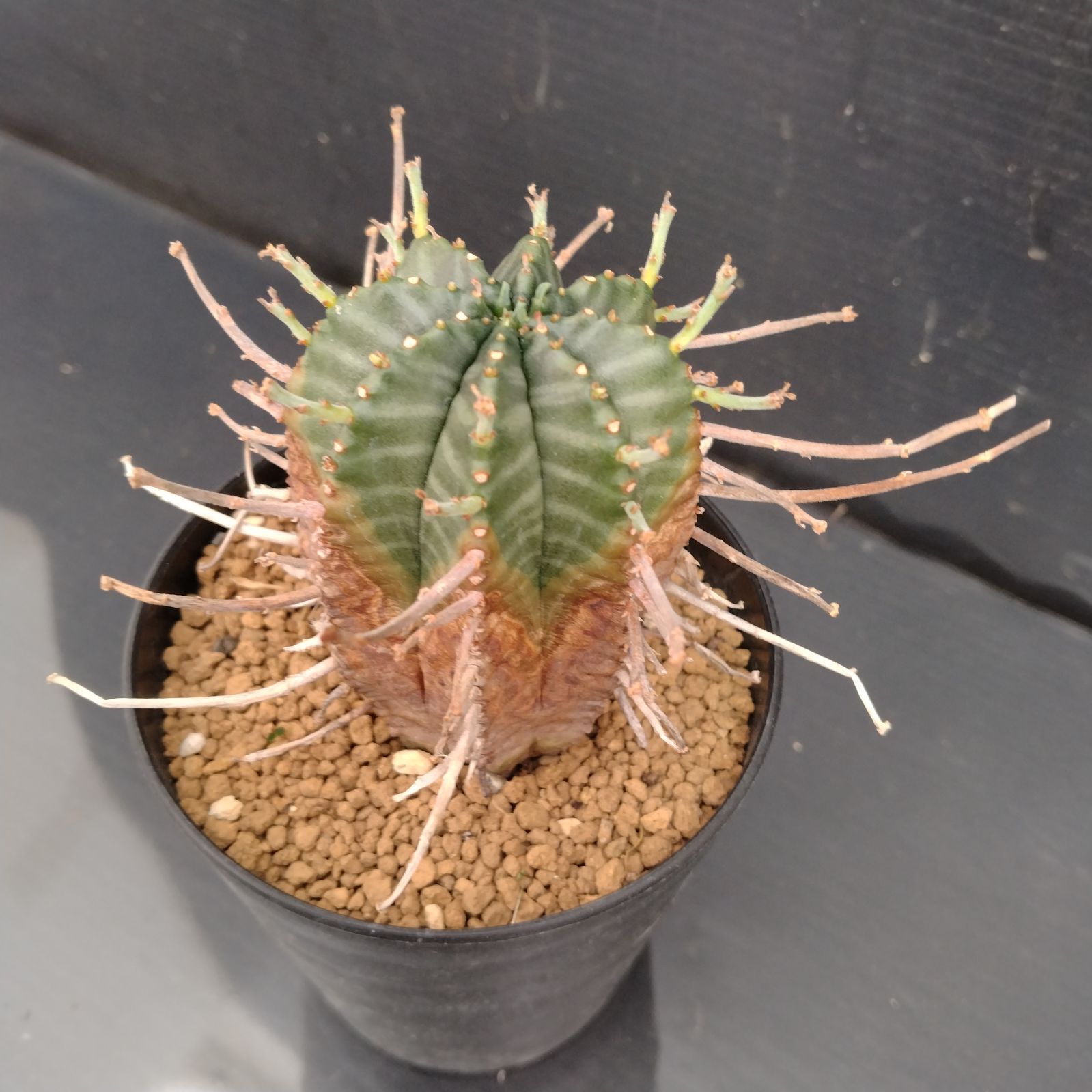 C 036 自社養生株 ユーフォルビア バリダ 発根株 鉢植え サボテン 多肉植物