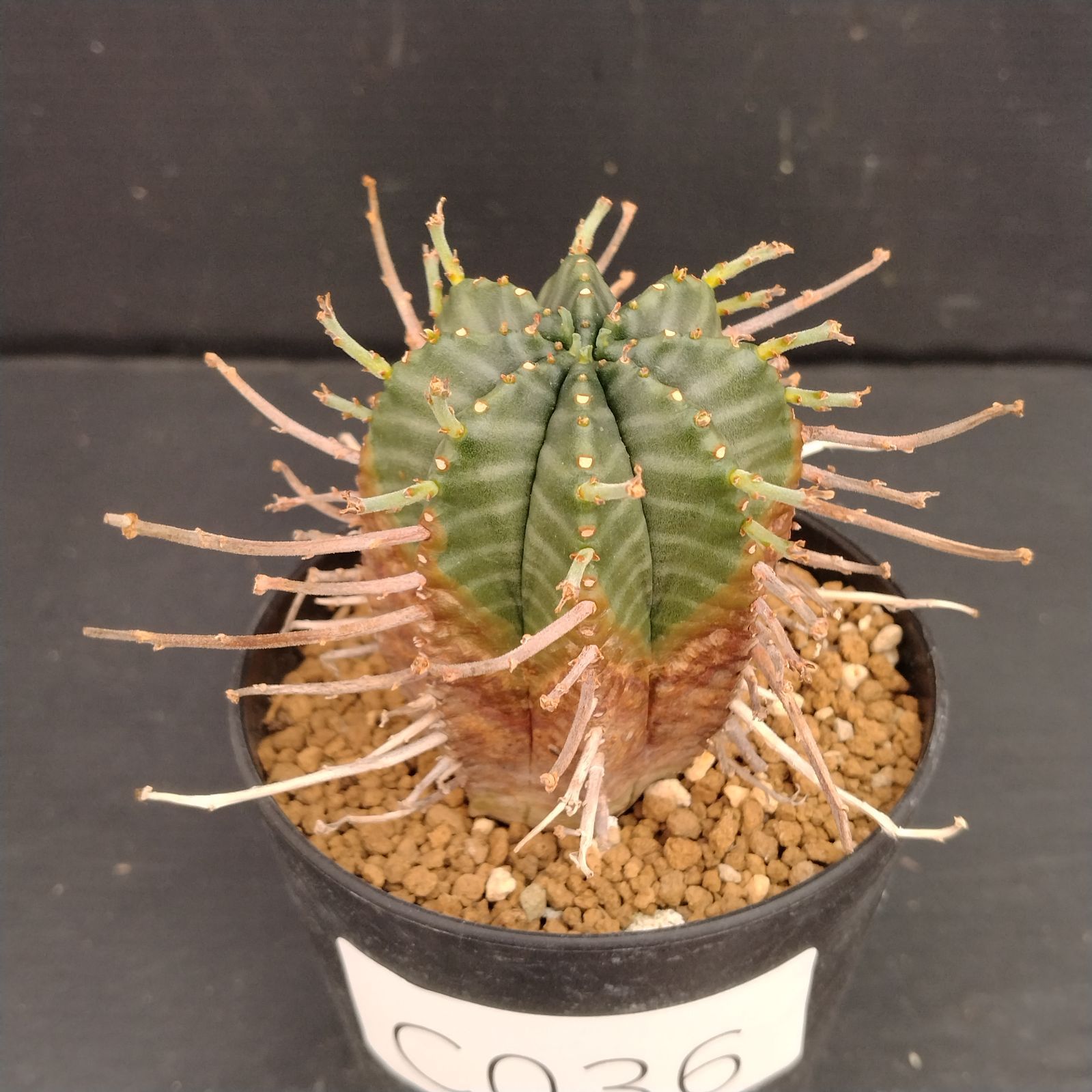 C 036 自社養生株 ユーフォルビア バリダ 発根株 鉢植え サボテン 多肉植物
