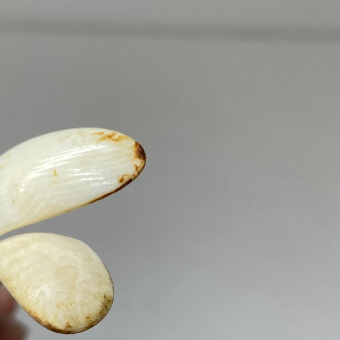 極上 葉文 茶杓 10g 東キ7-0830☆2F 極上 葉文 茶杓 10g