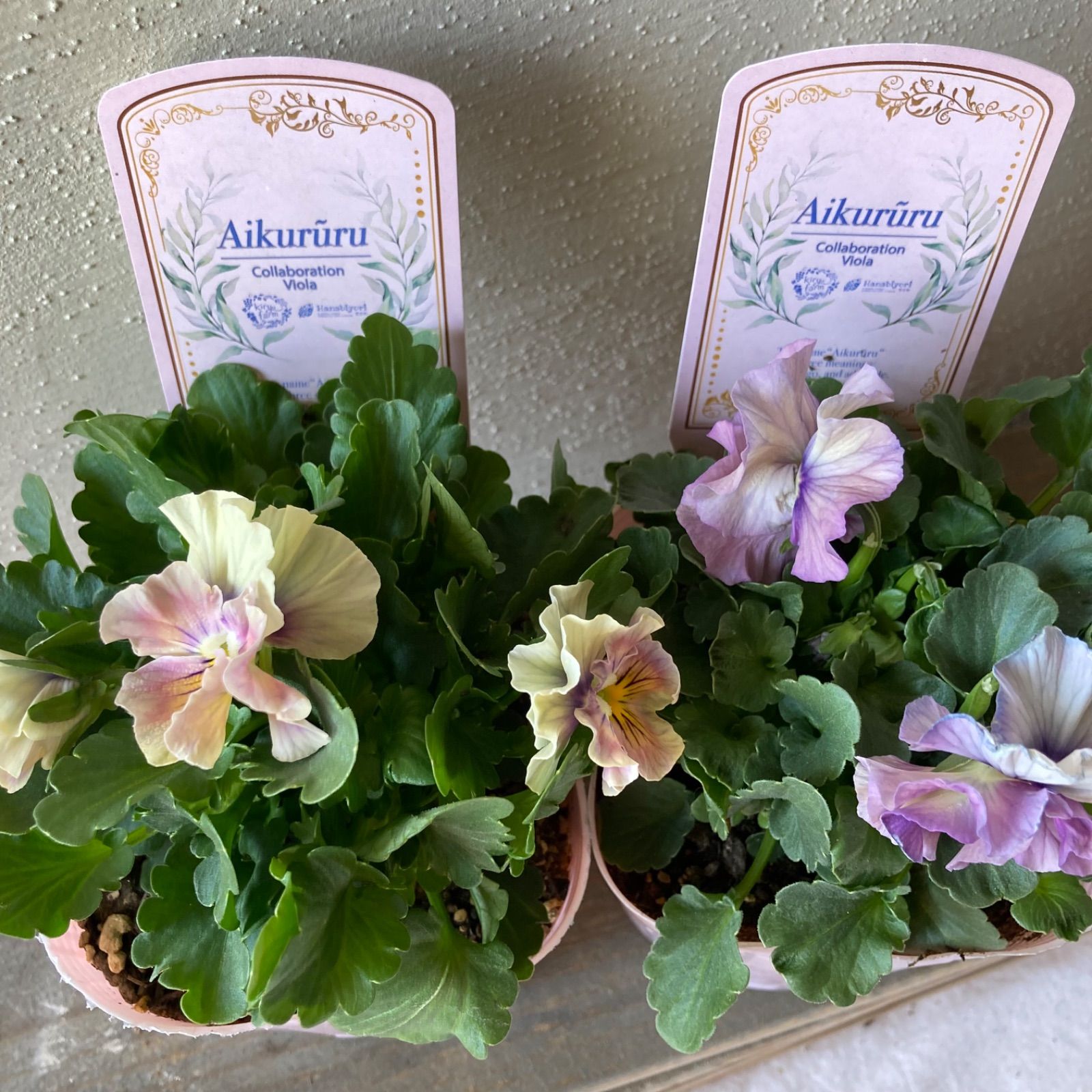 アイクルール ビオラ 夢みる色彩 2株セット 花苗 送料込み - メルカリ