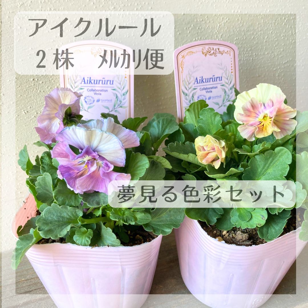 アイクルール ビオラ 夢みる色彩 2株セット 花苗 送料込み - メルカリ