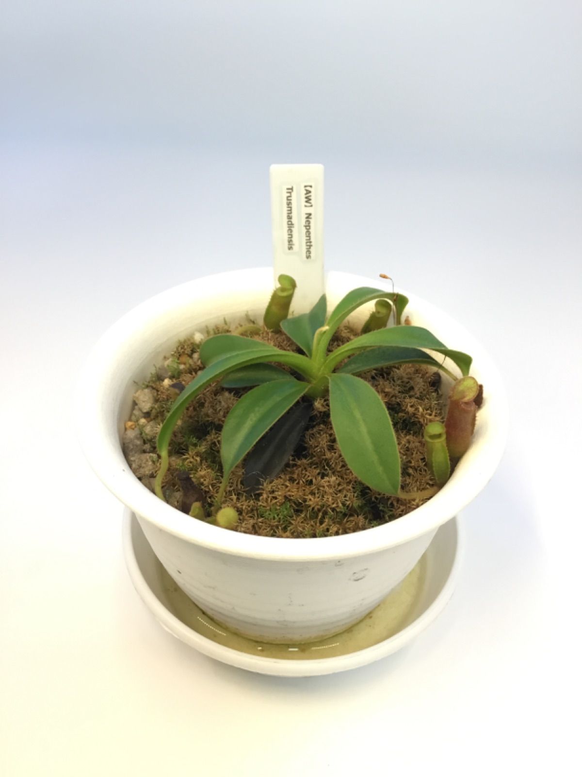 N.xtrusmadiensis AW ネペンテス トラスマディエンシス