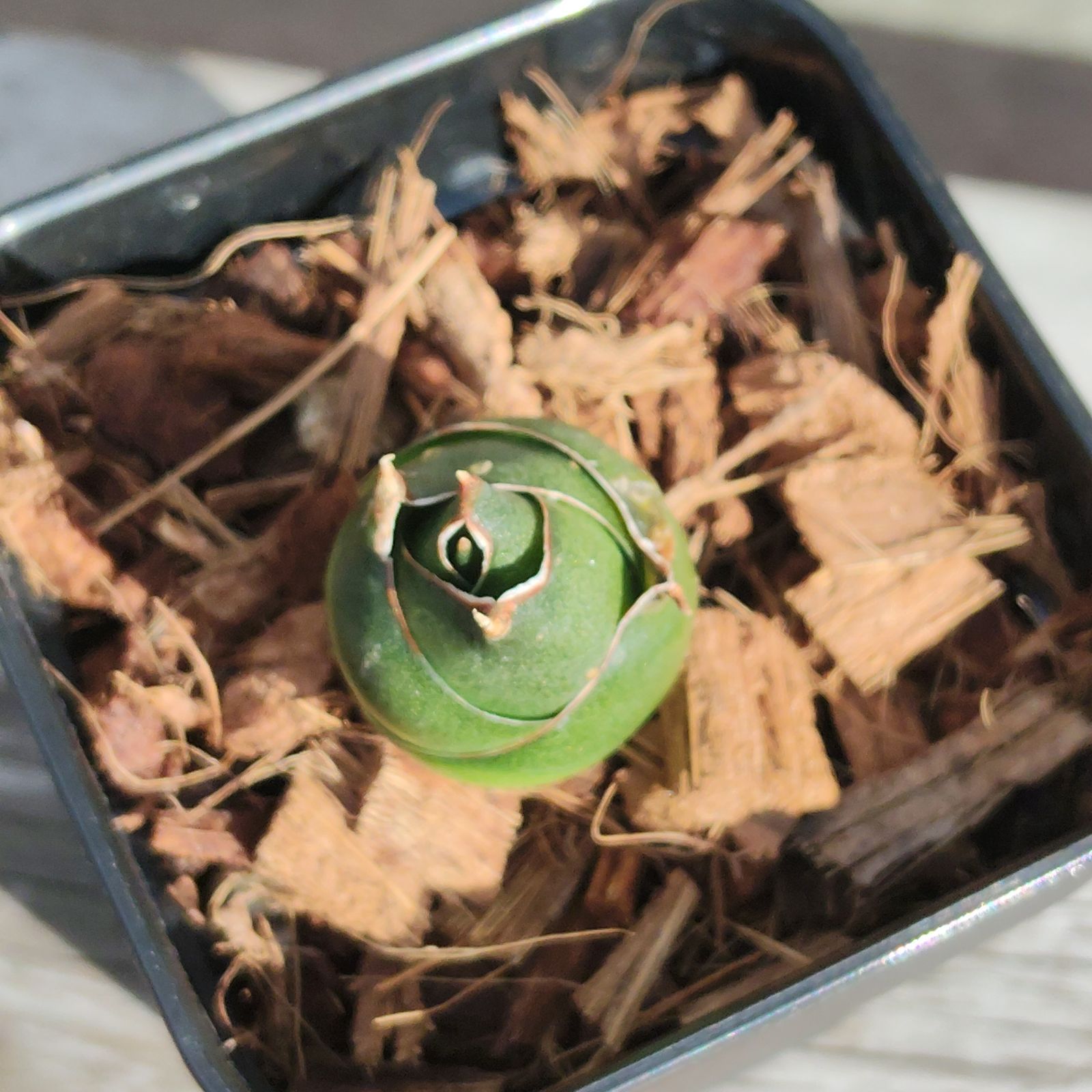 激 サンスベリア パトゥマ アンヤマニーガーデン サンセベリア ドワーフタイプ