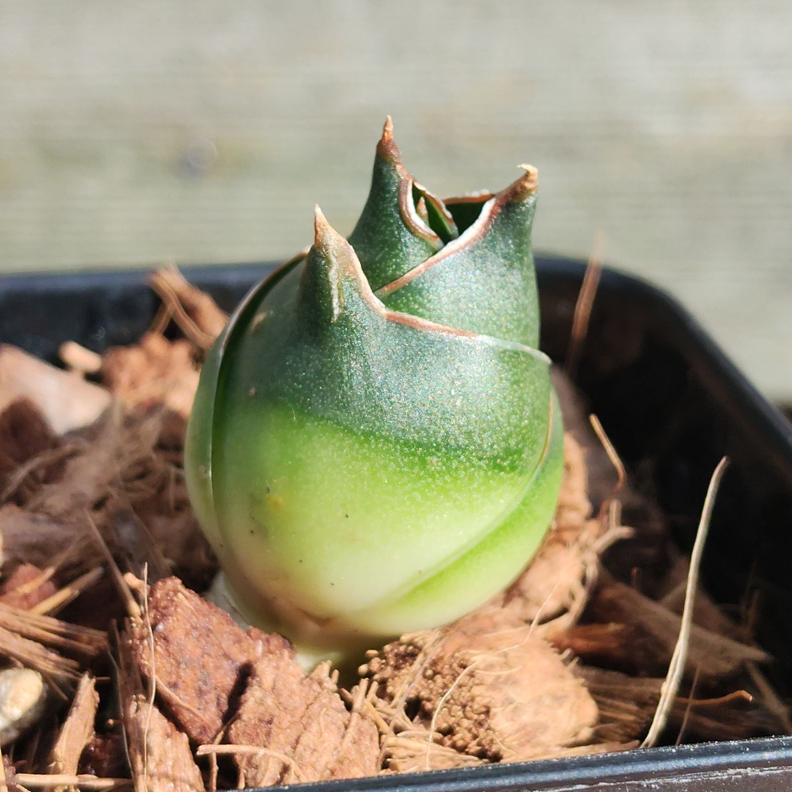 激 サンスベリア パトゥマ アンヤマニーガーデン サンセベリア ドワーフタイプ