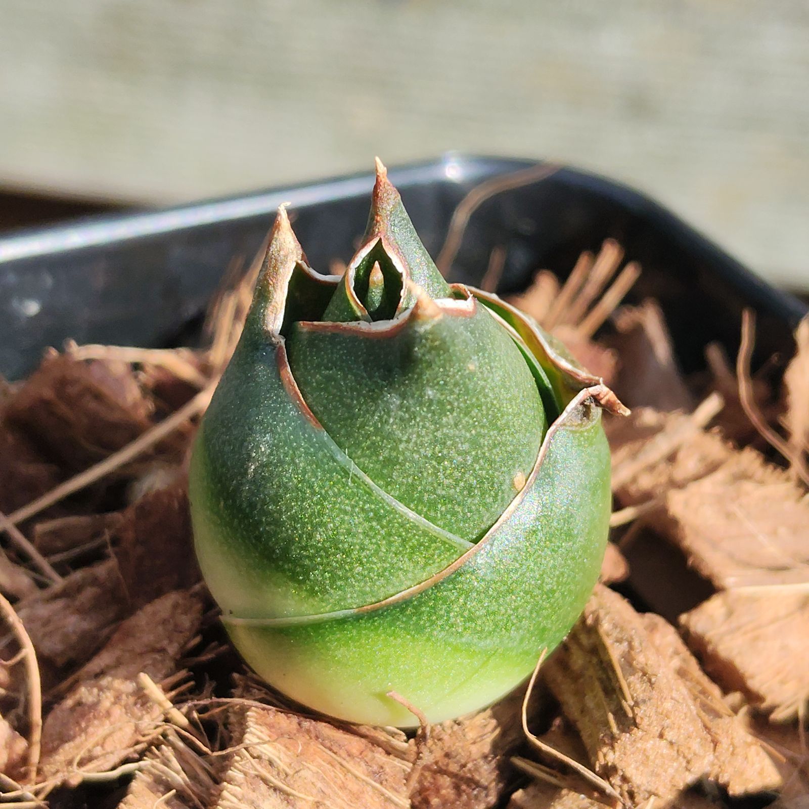 激 サンスベリア パトゥマ アンヤマニーガーデン サンセベリア ドワーフタイプ