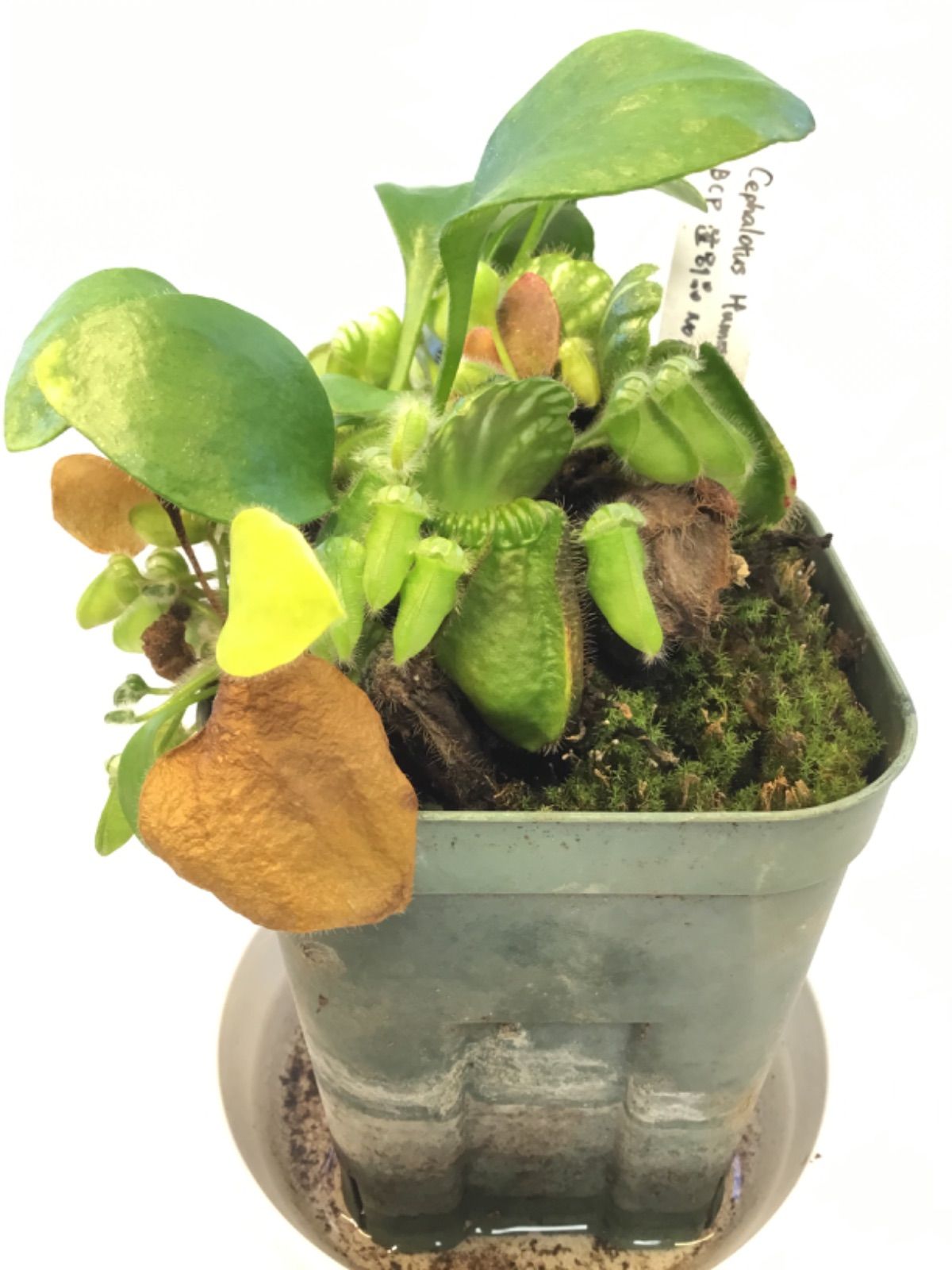 Cephalotus Hummer s Giant BCP 選別品 No 1 セファロタス ハマーズ ジャイアント 食虫植物 観葉植物