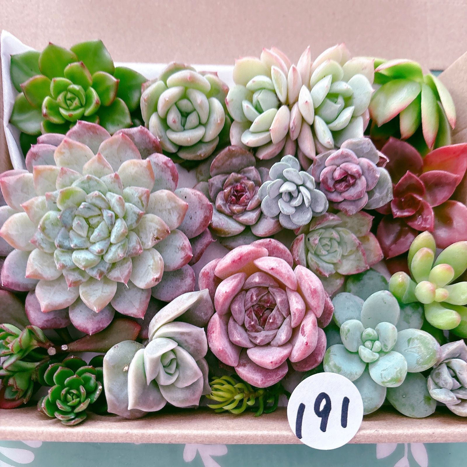 191 多肉植物寄せ植えセット - メルカリ