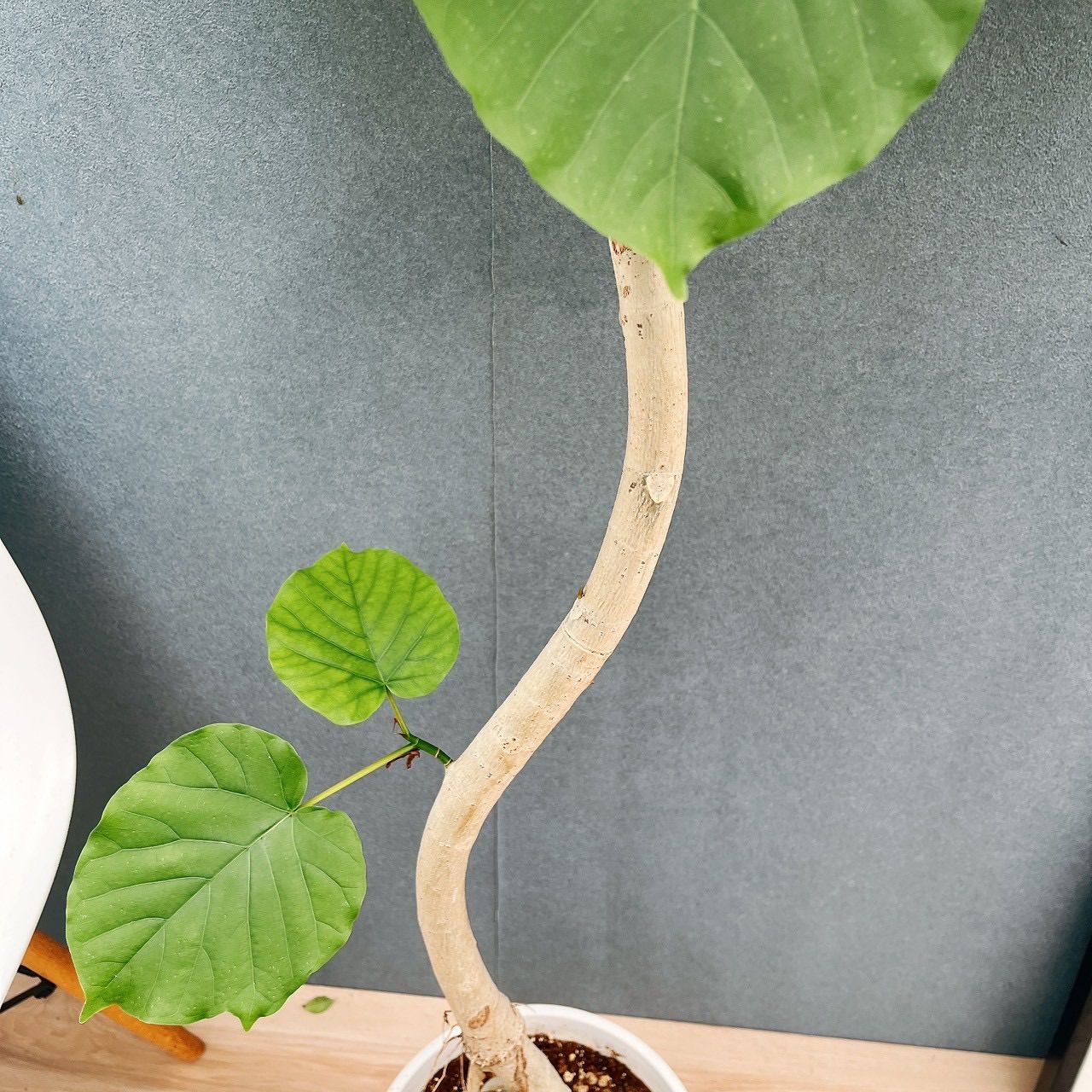 現品 2 R フィカス ウンベラータ 曲がり 8号 観葉植物 室内 大型 ゴムの木 かわいい 上品