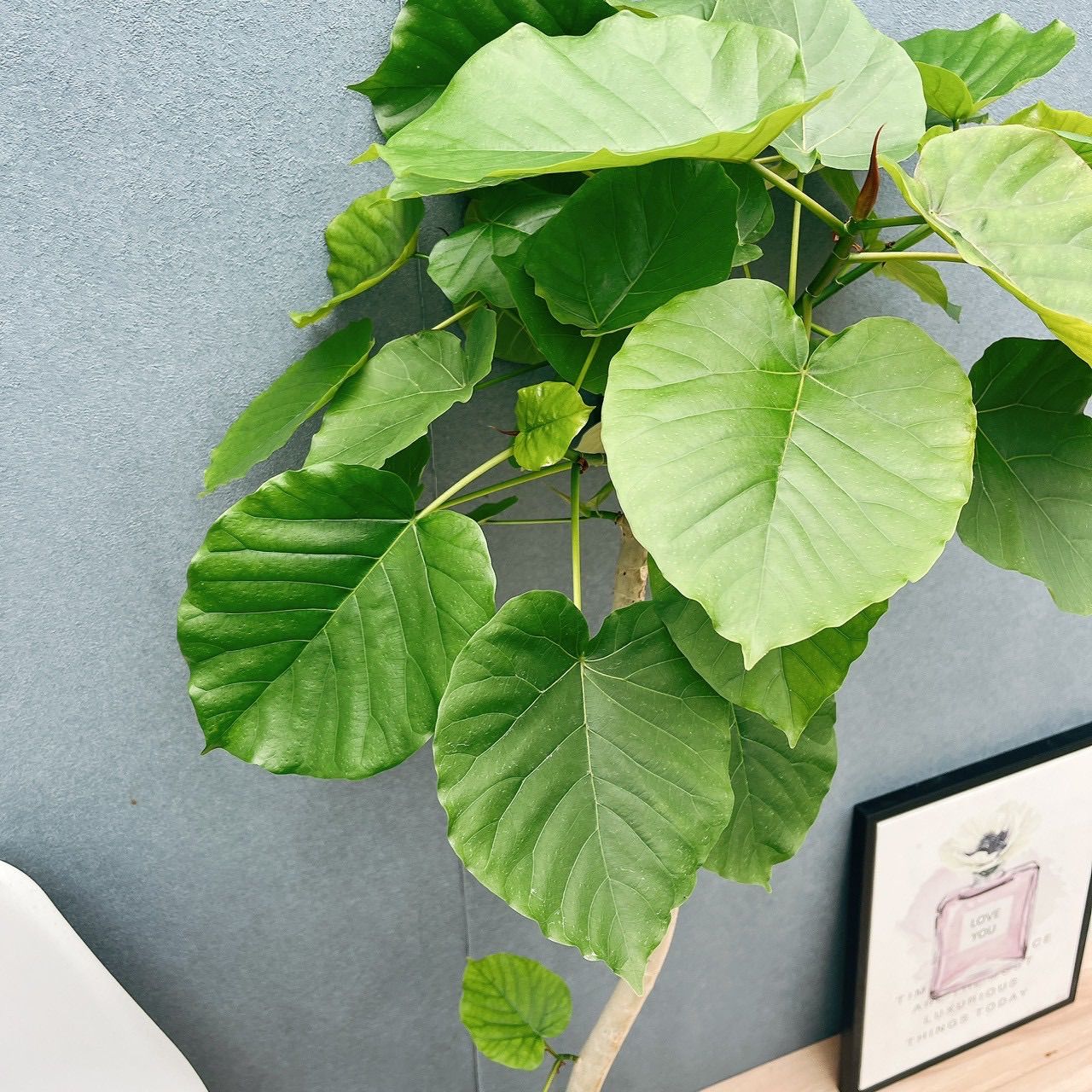 現品 2 R フィカス ウンベラータ 曲がり 8号 観葉植物 室内 大型 ゴムの木 かわいい 上品