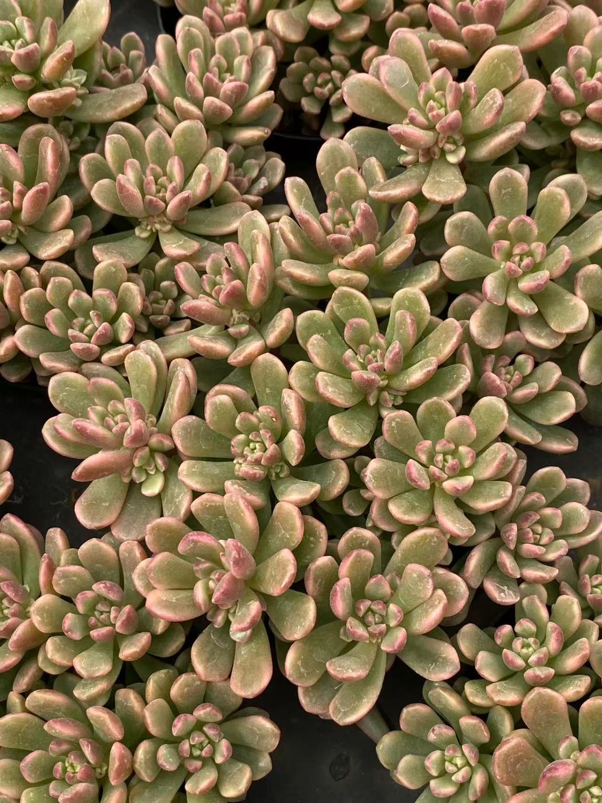 U 319 現品発送 新入荷 タロック錦 ZM 鉢 土鉢付き 多肉植物 アエオニウム エケベリア サボテン 韓国苗