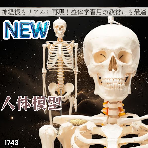 1743 全身 人体 模型 170cm 神経根有り 全身 骨格 標本 骸骨 人骨