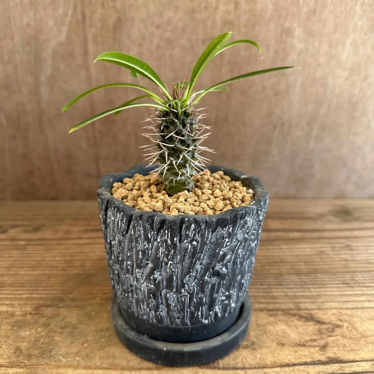 ユーフォルビア　ラメレイ ユーフォルビア ラメレイ 黒陶器鉢 現品 Pachypodhium lamerei