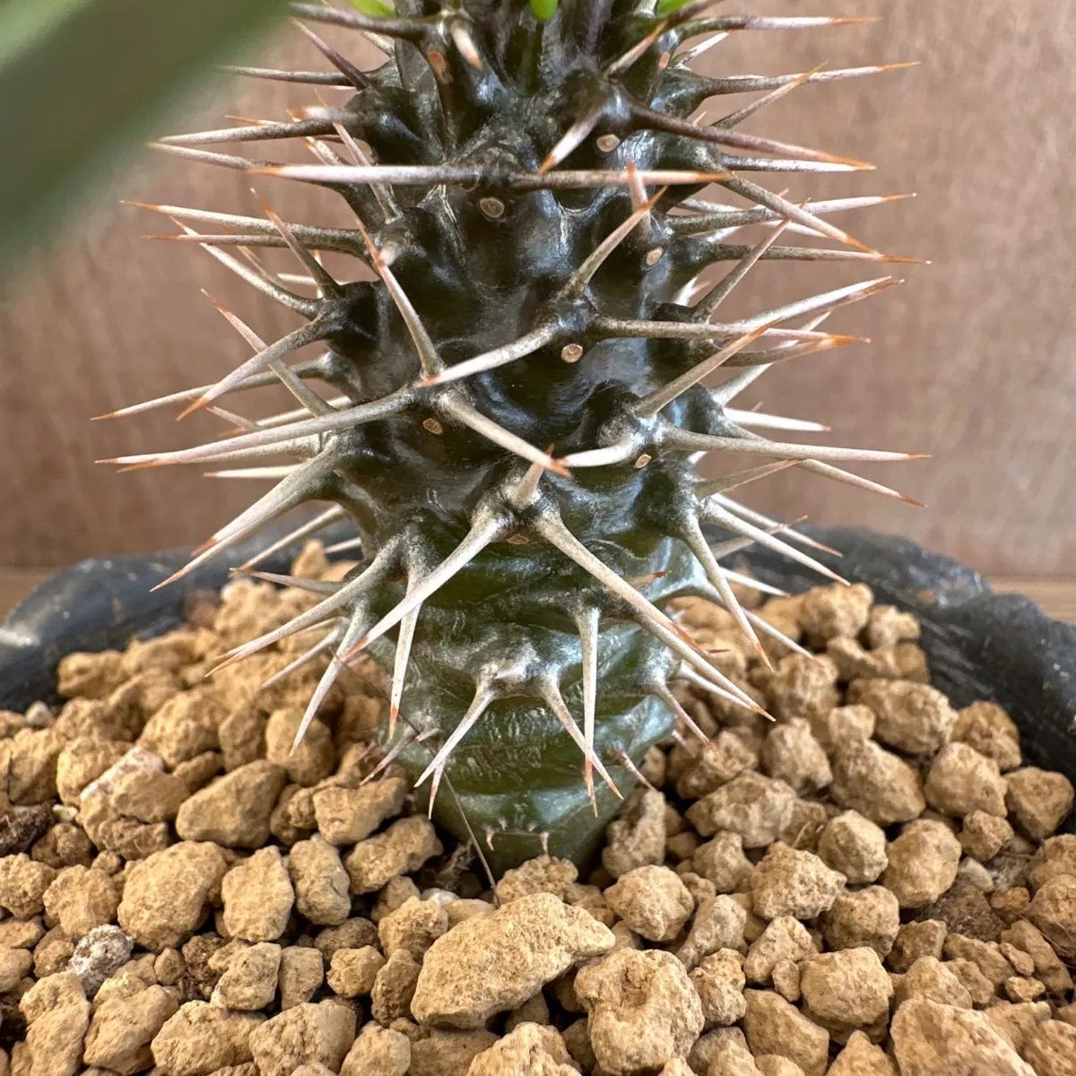 ユーフォルビア ラメレイ 黒陶器鉢 現品 Pachypodhium lamerei