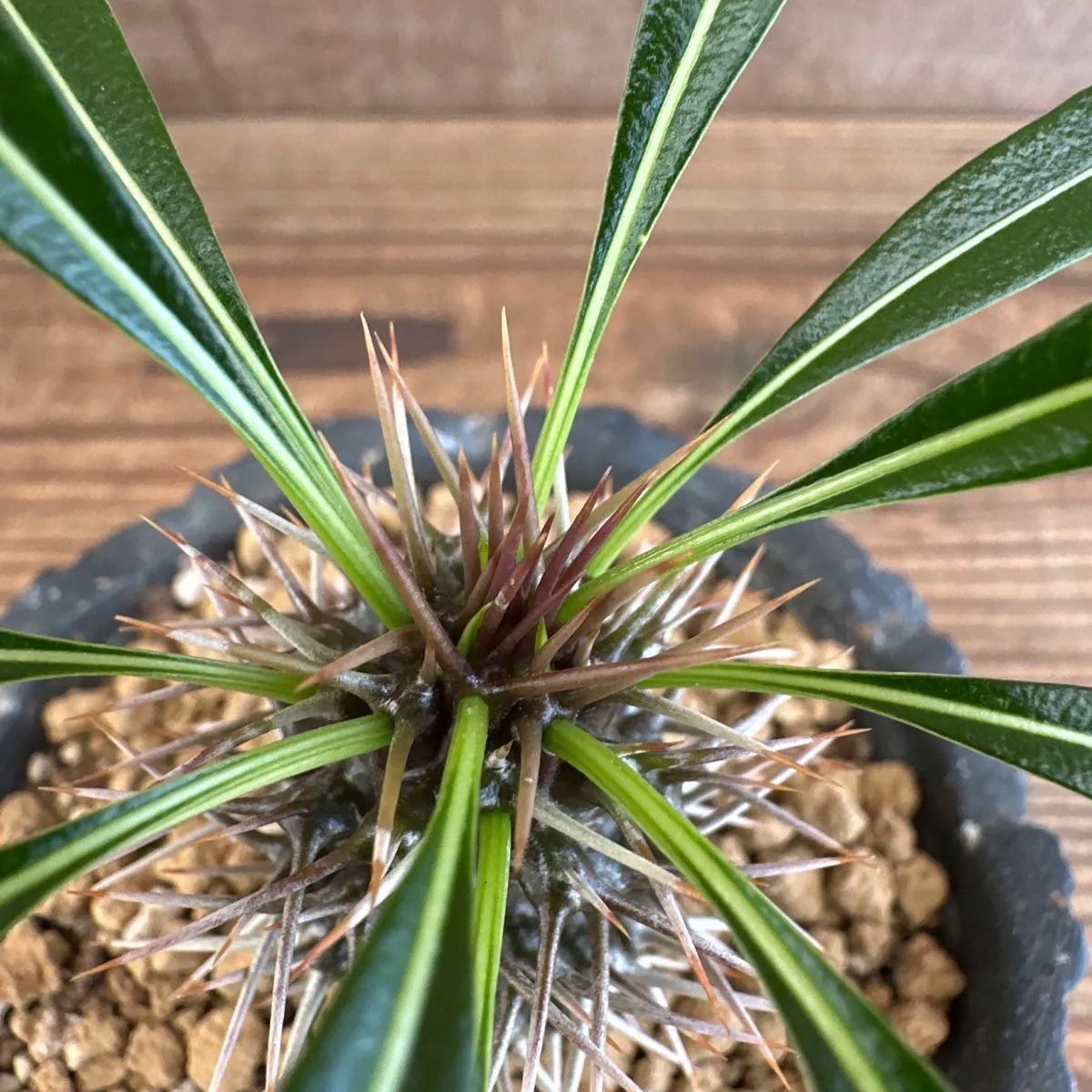 ユーフォルビア ラメレイ 黒陶器鉢 現品 Pachypodhium lamerei