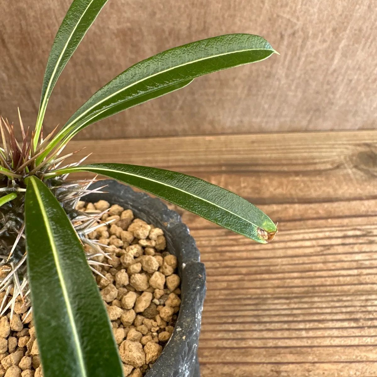 ユーフォルビア ラメレイ 黒陶器鉢 現品 Pachypodhium lamerei