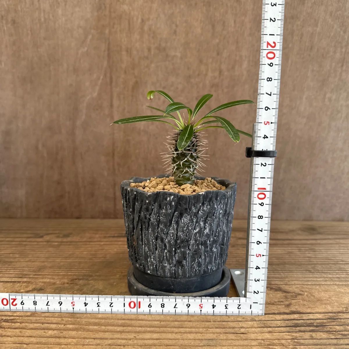 ユーフォルビア ラメレイ 黒陶器鉢 現品 Pachypodhium lamerei