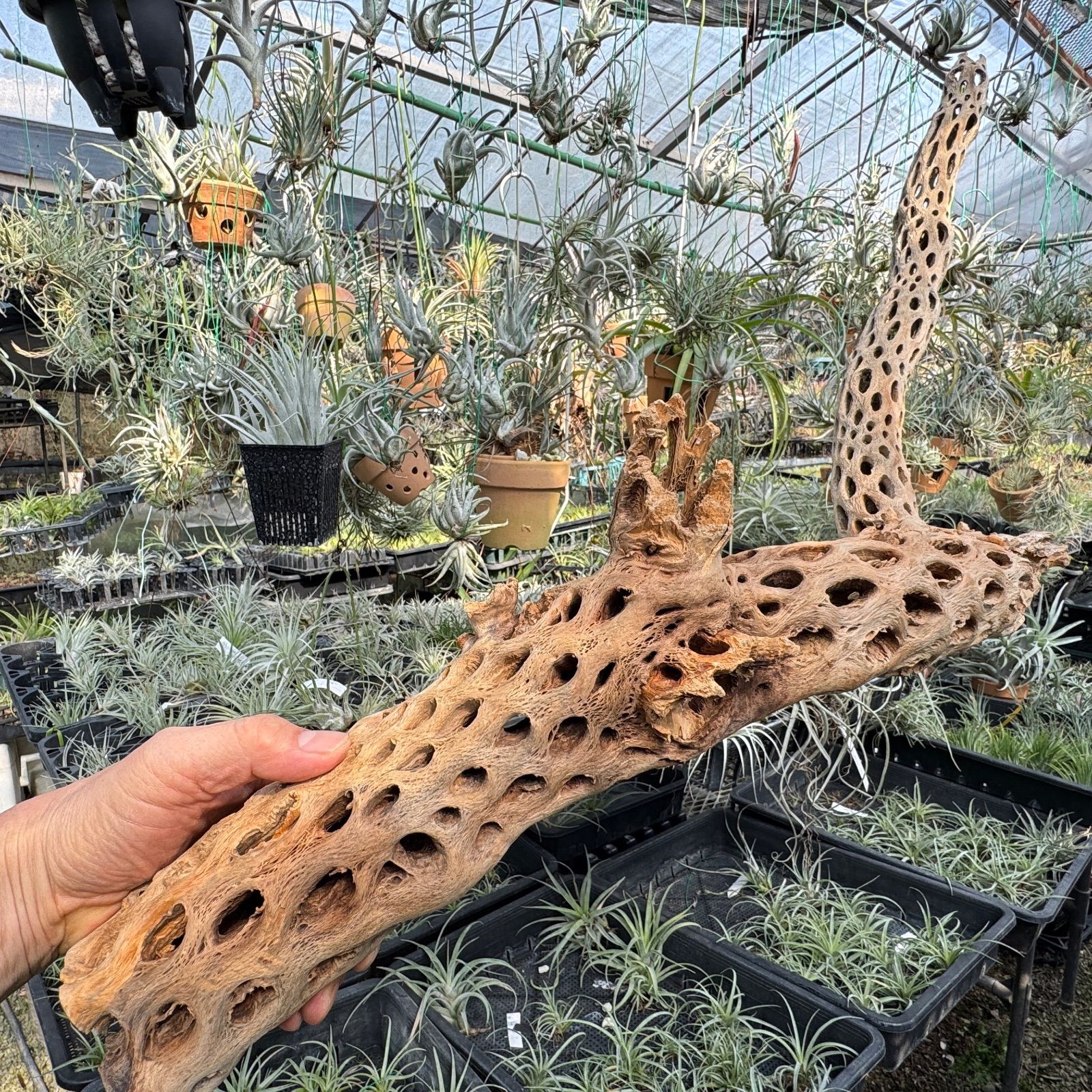 肉厚崩れY枝型 特大 長め-No.8 約 長さ90 cm×最大幅30 cm×最大φ8 cm 重さ 720 g カクタススケルトン1本 サボテンの骨 スケルトンウッド オブジェ エアプランツ含まず フラワーショップ江口