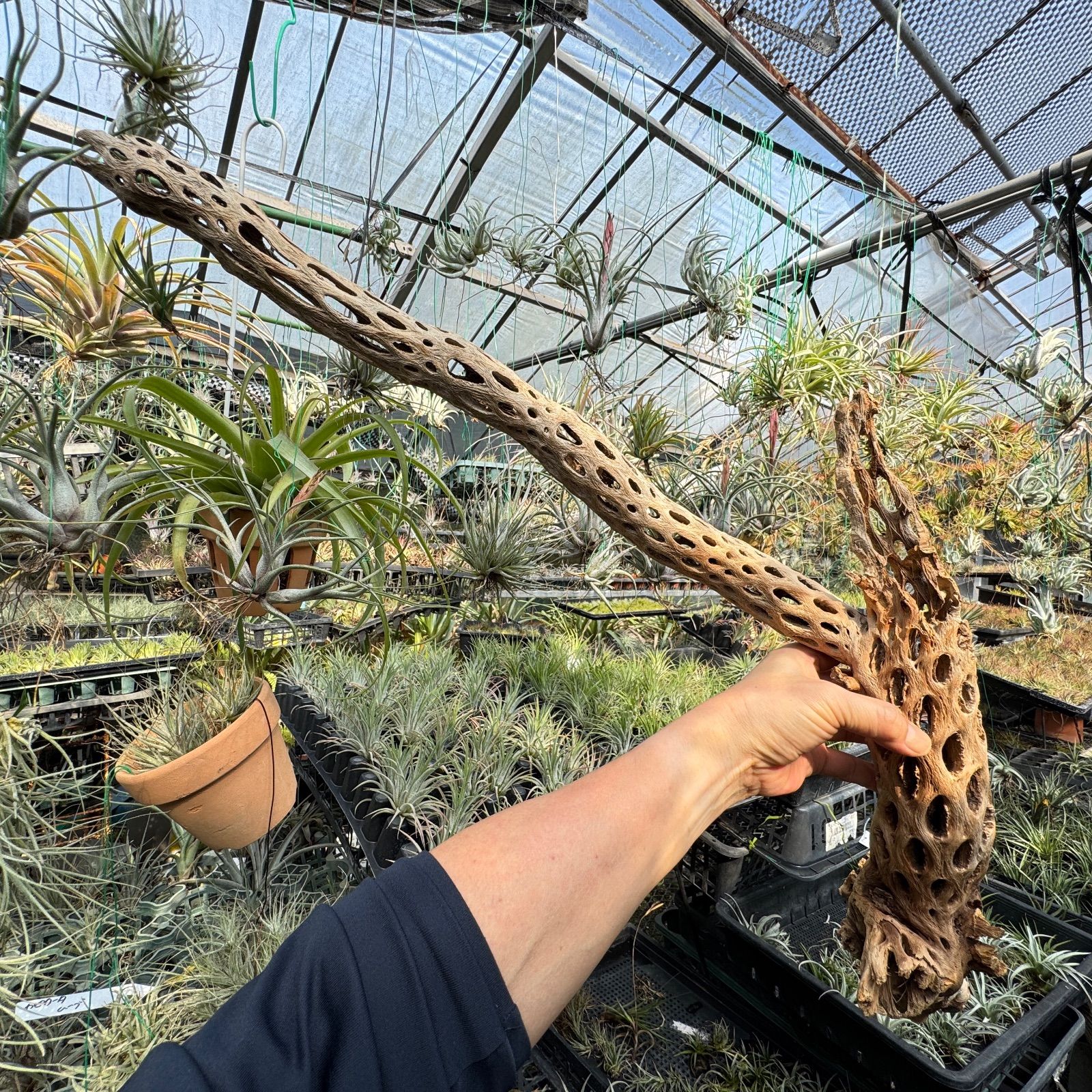 肉厚崩れY枝型 特大 長め No 8 約 長さ90 cm 最大幅30 最大φ8 重さ 720 g カクタススケルトン1本 サボテンの骨 スケルトンウッド オブジェ エアプランツ含まず フラワーショップ江口